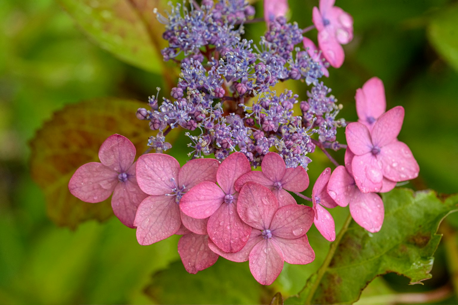 Nahaufnahme einer Pflanze mit rosa und lila Blumen