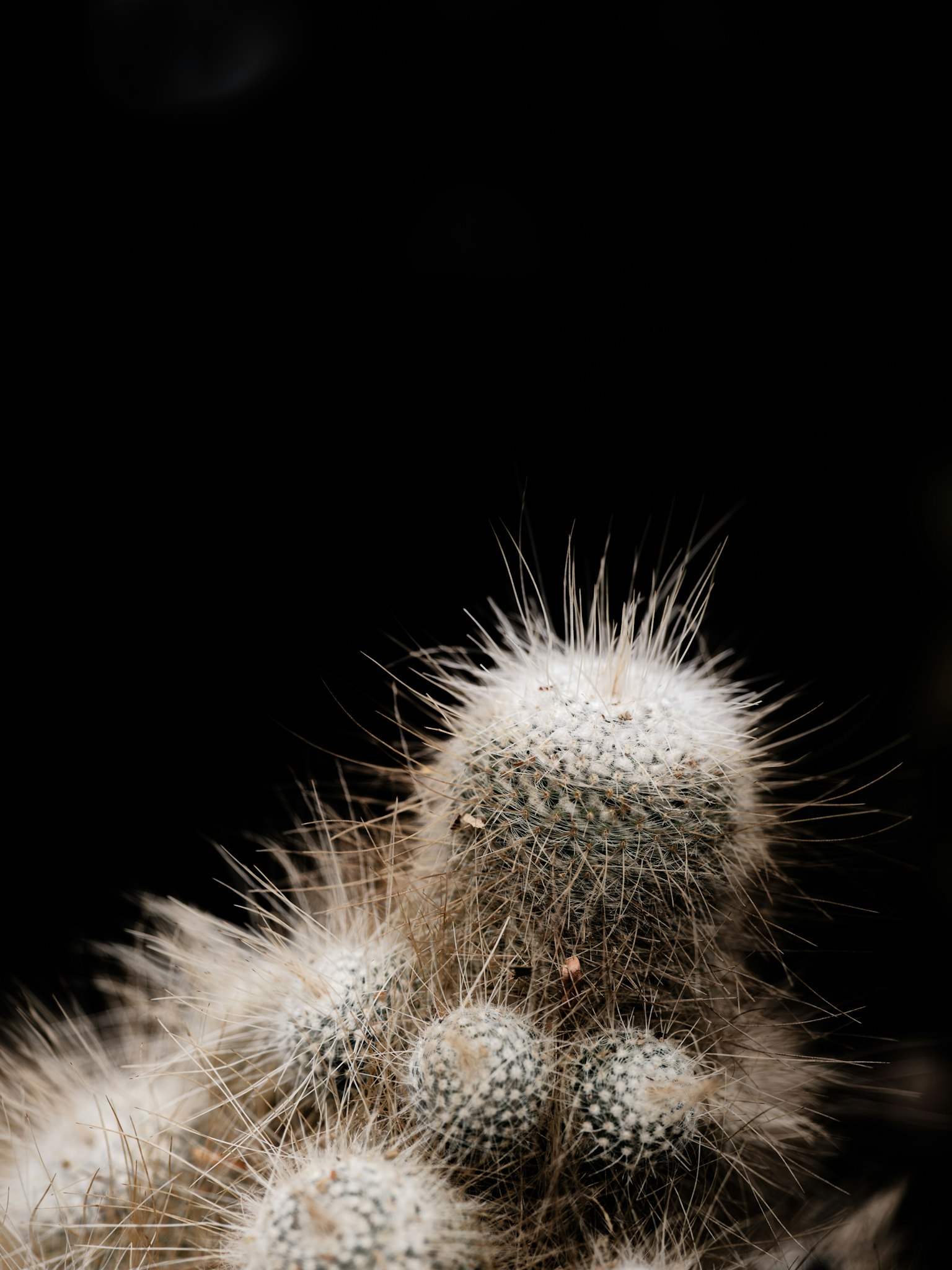 Primo piano di un cactus con spine bianche su sfondo nero