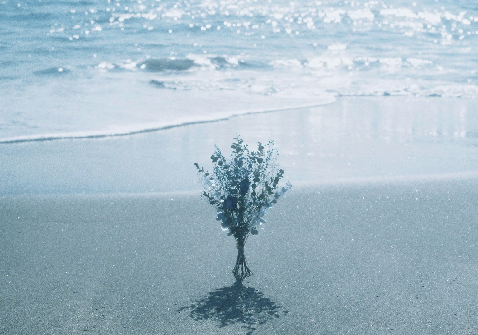 Silhouette di una piccola pianta su una spiaggia di sabbia con oceano blu