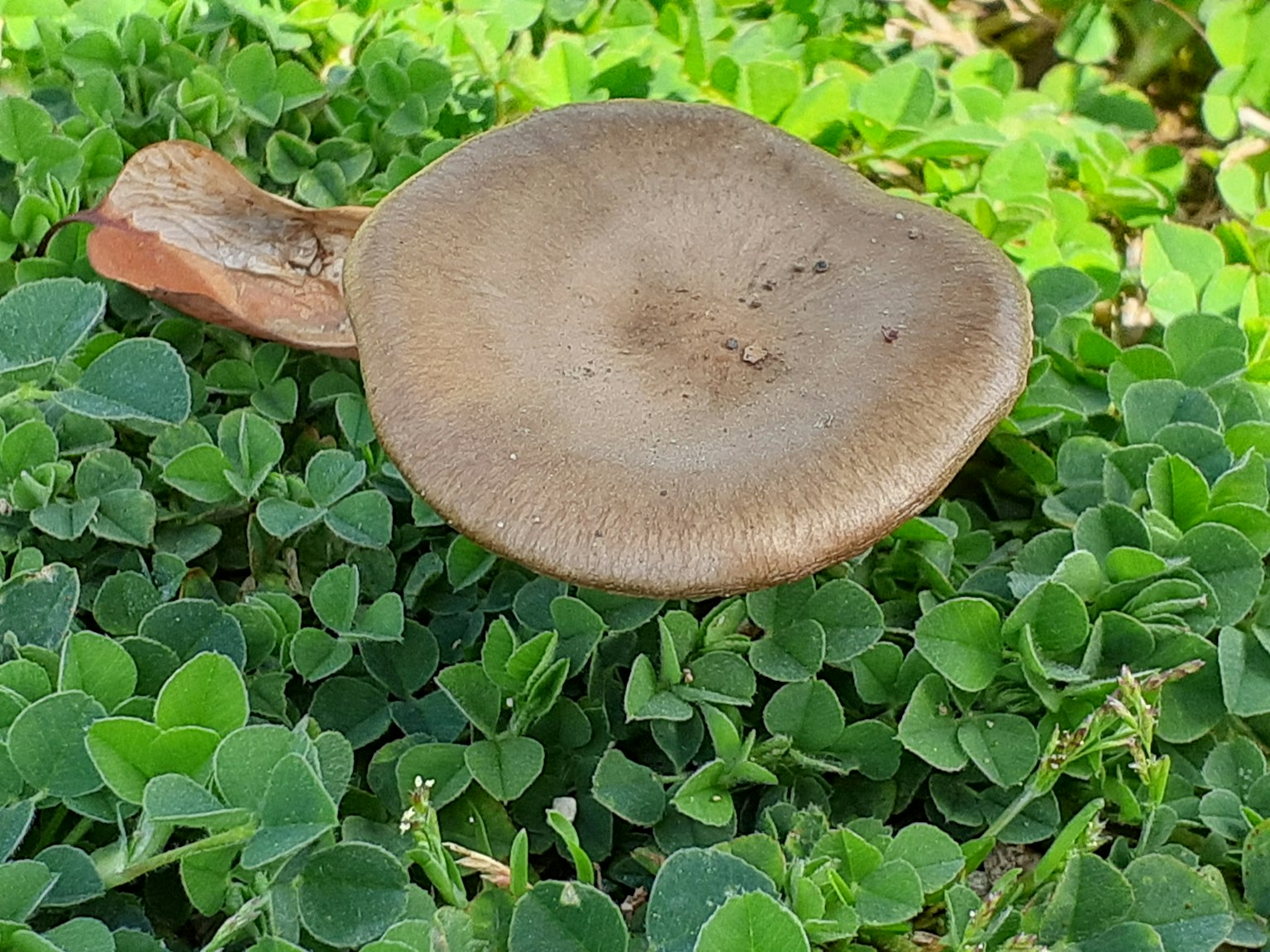 Brauner Pilz auf grünem Gras Hintergrund