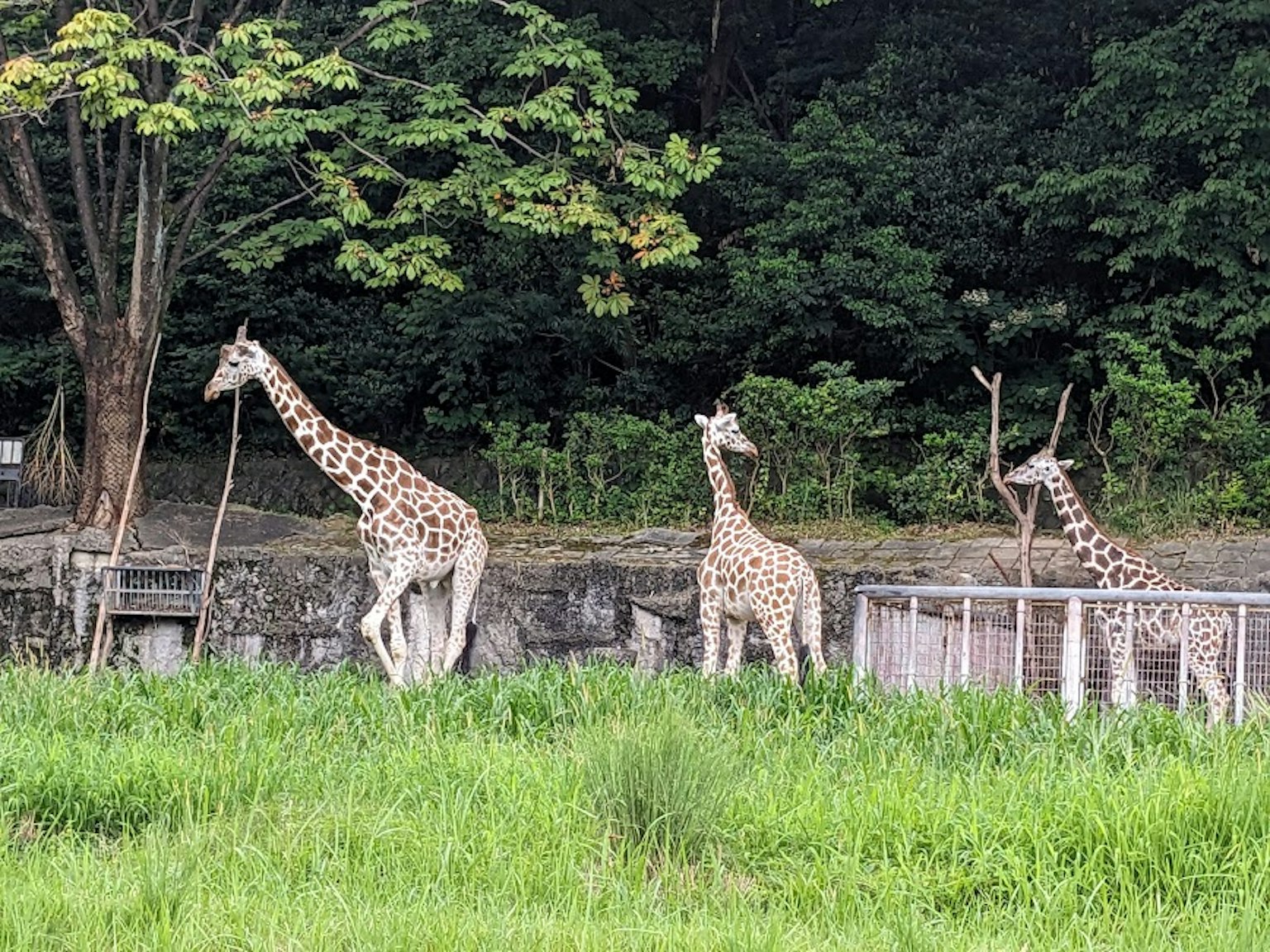 Drei Giraffen, die in einer grünen Landschaft mit Bäumen gehen