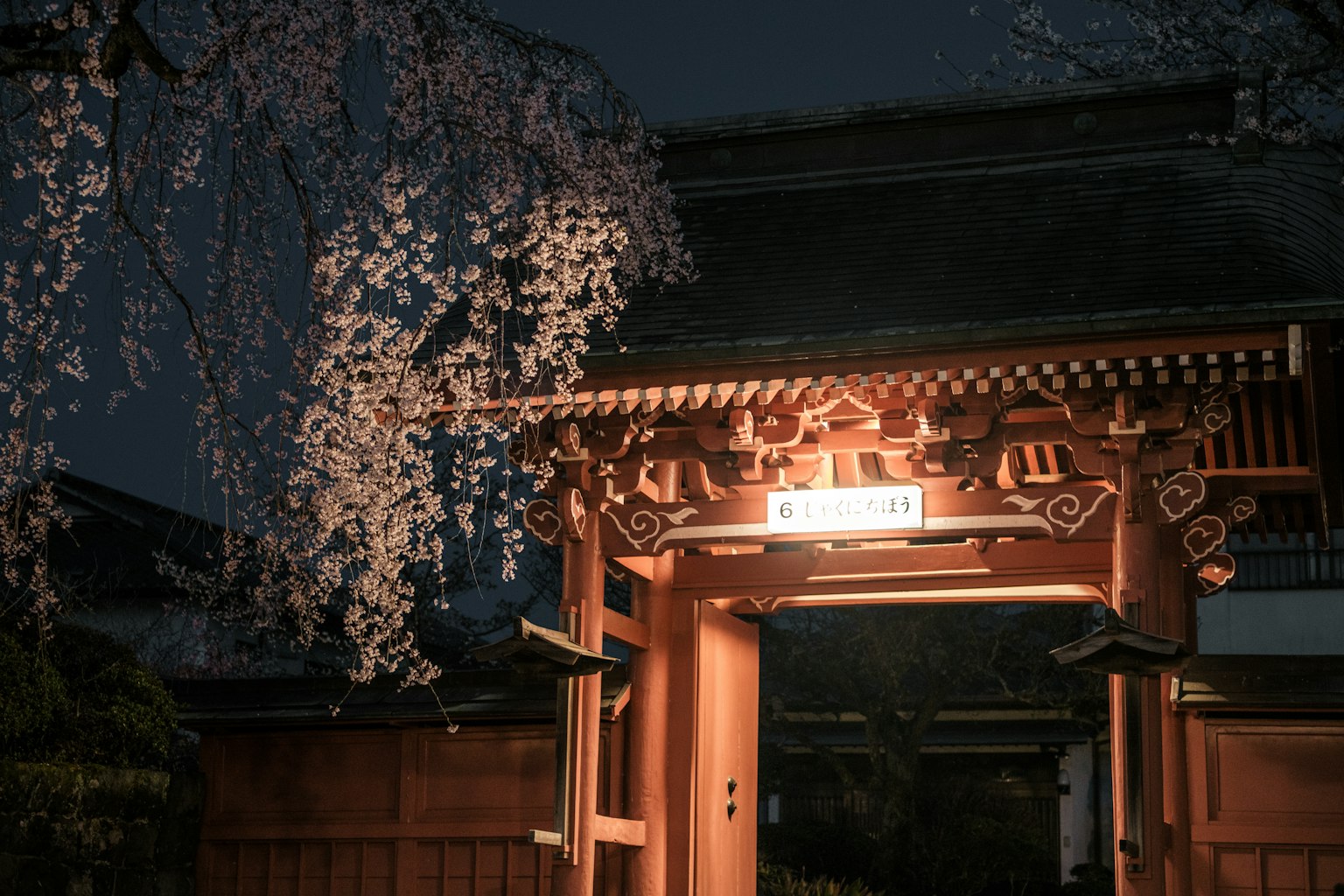 Bella vista di un cancello con fiori di ciliegio di notte