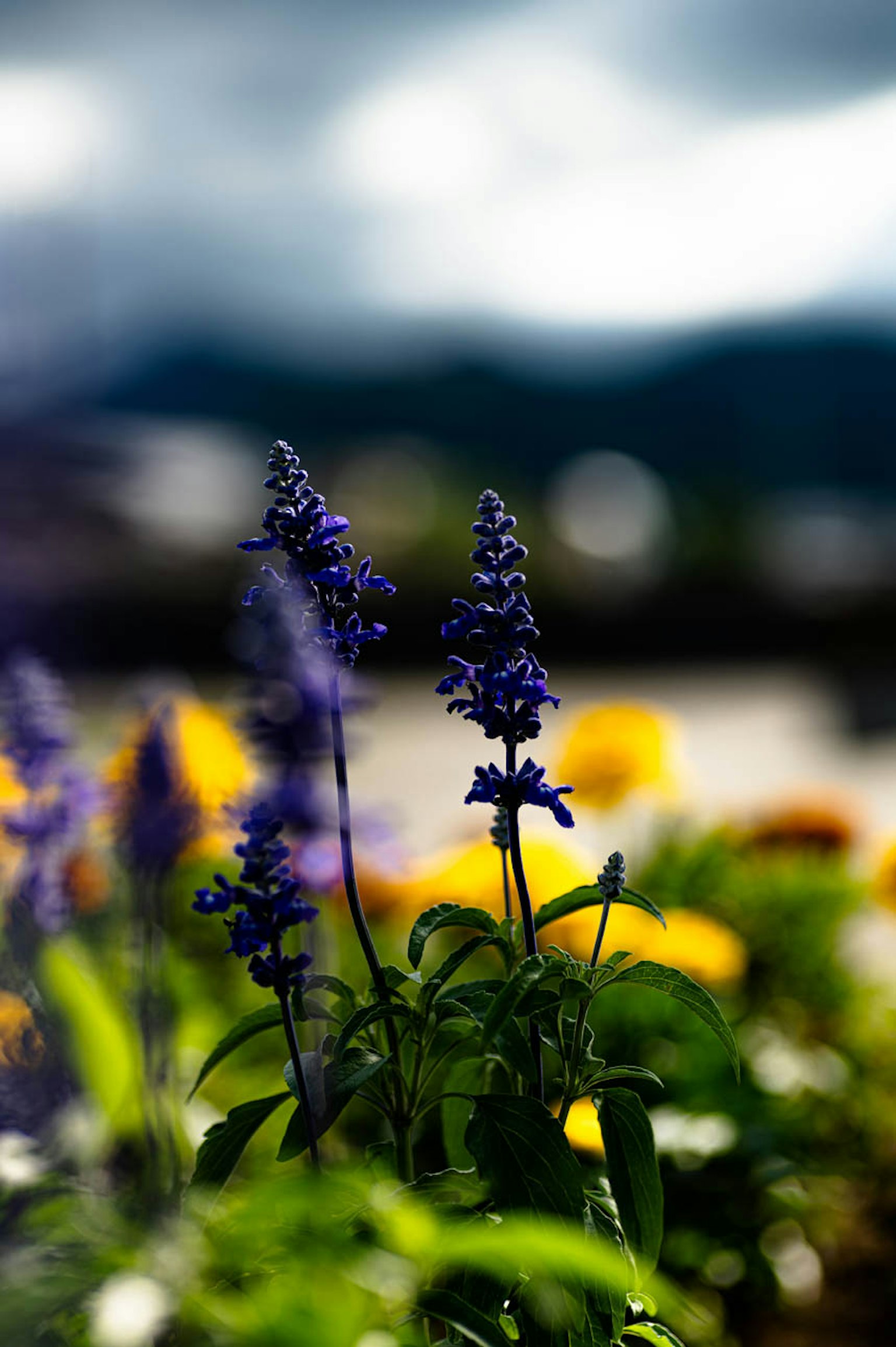 Purple flowers in focus with blurred yellow flowers and cloudy sky in the background