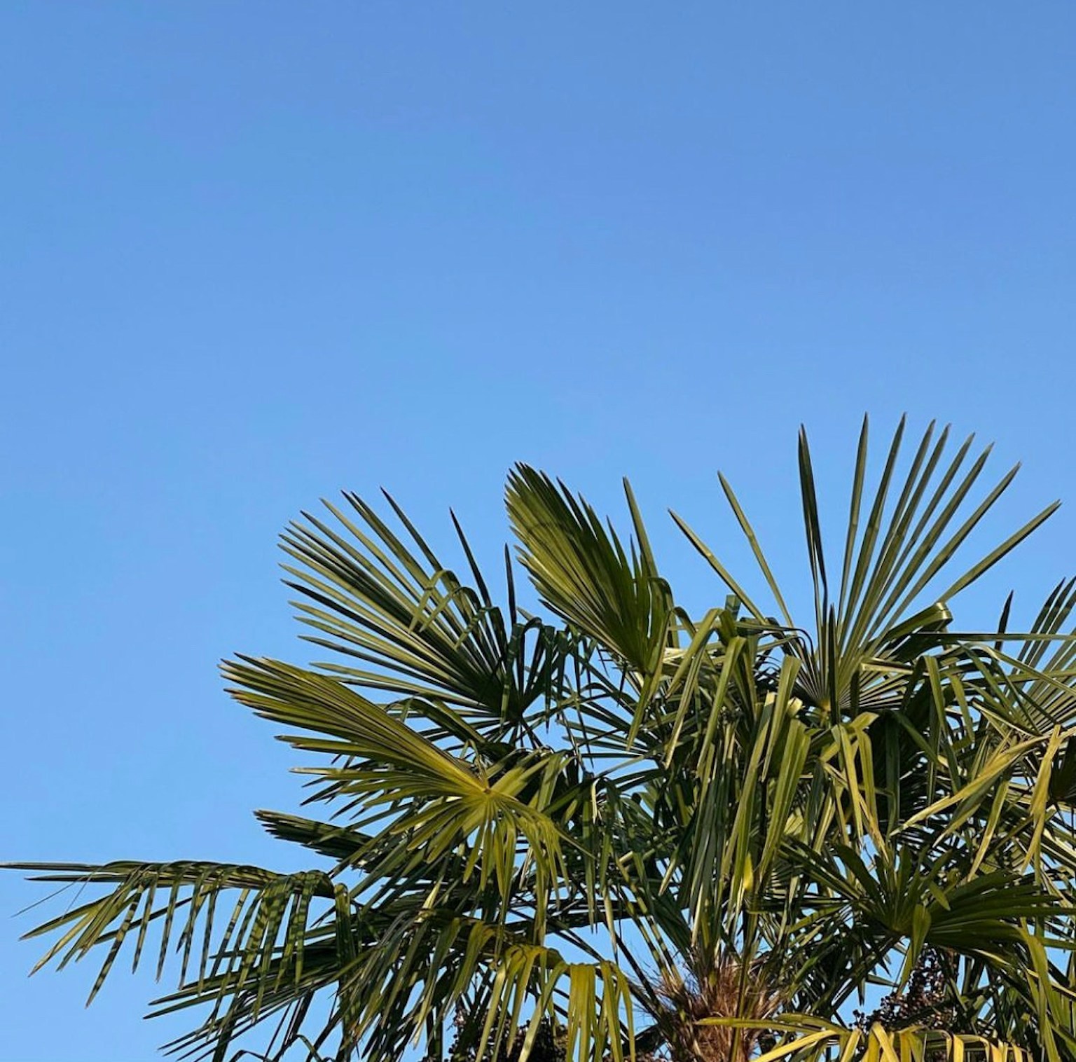 Palmenblätter unter einem blauen Himmel