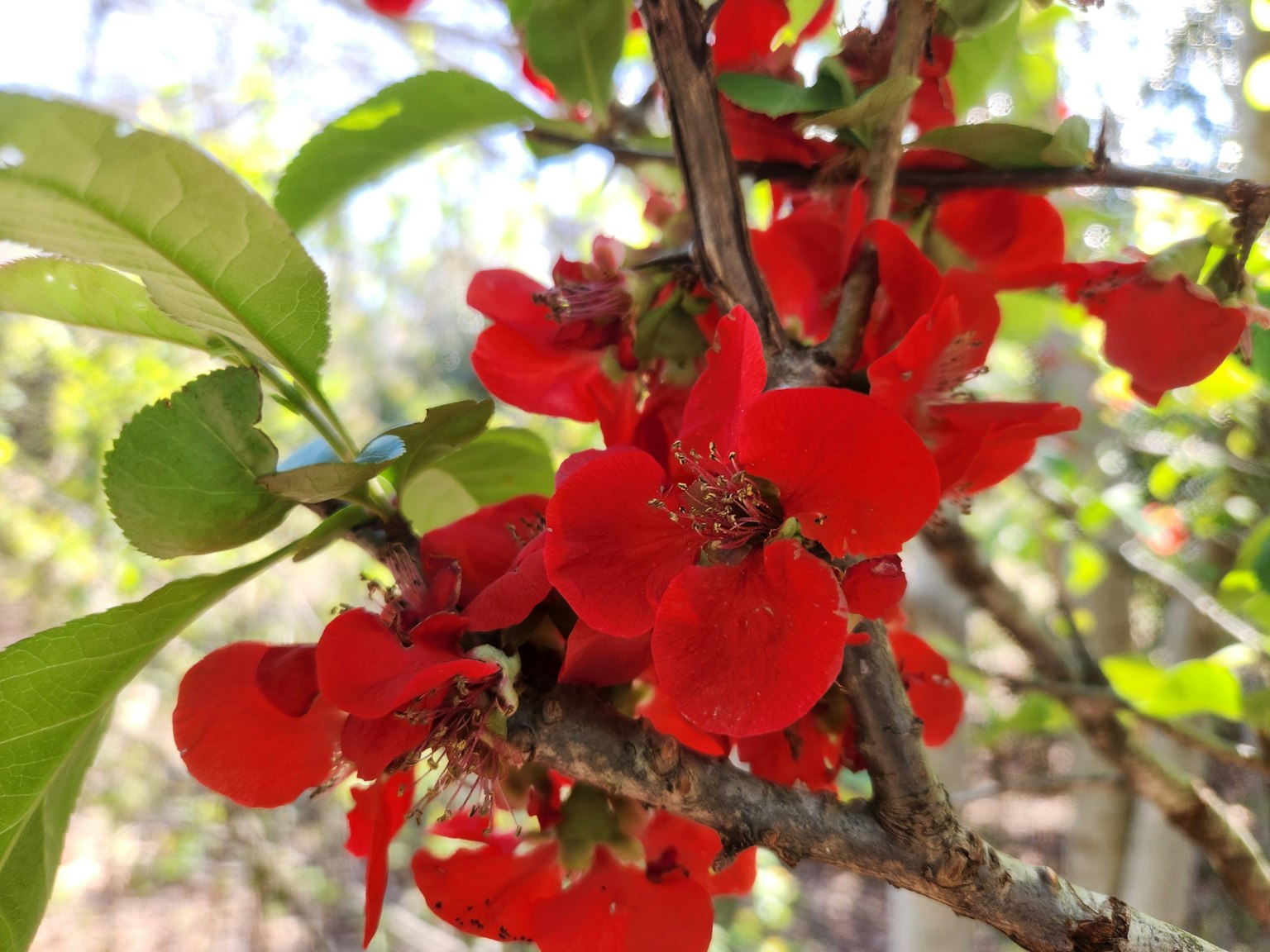 Gros plan d'une branche fleurie avec des fleurs rouges vives