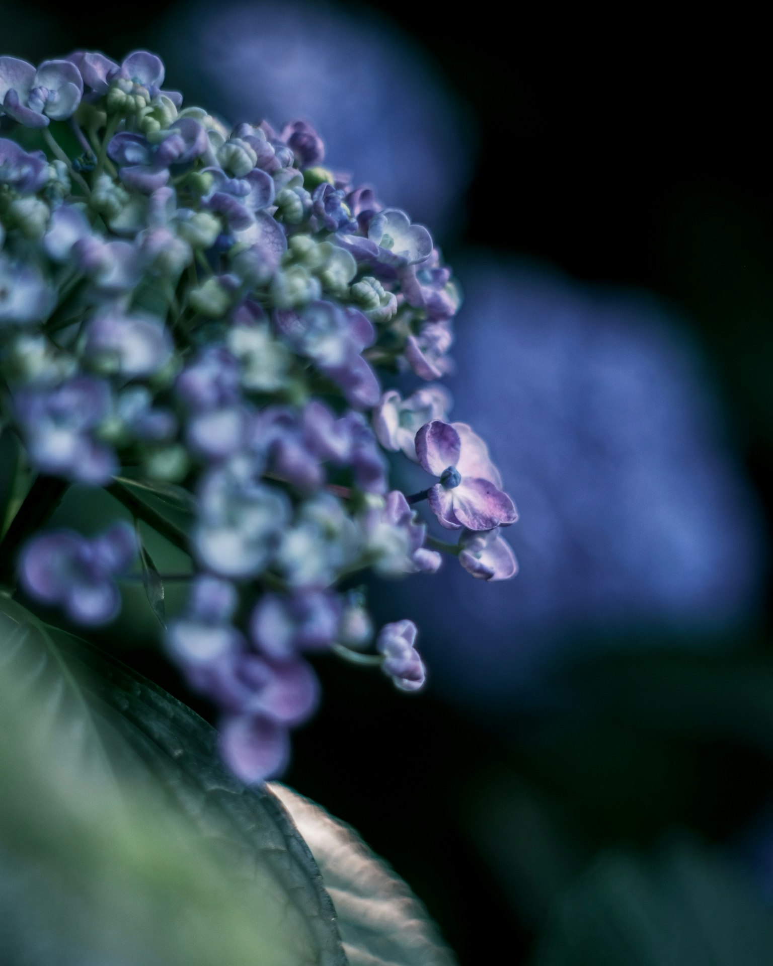 Groupe de fleurs bleu-violet avec un arrière-plan flou