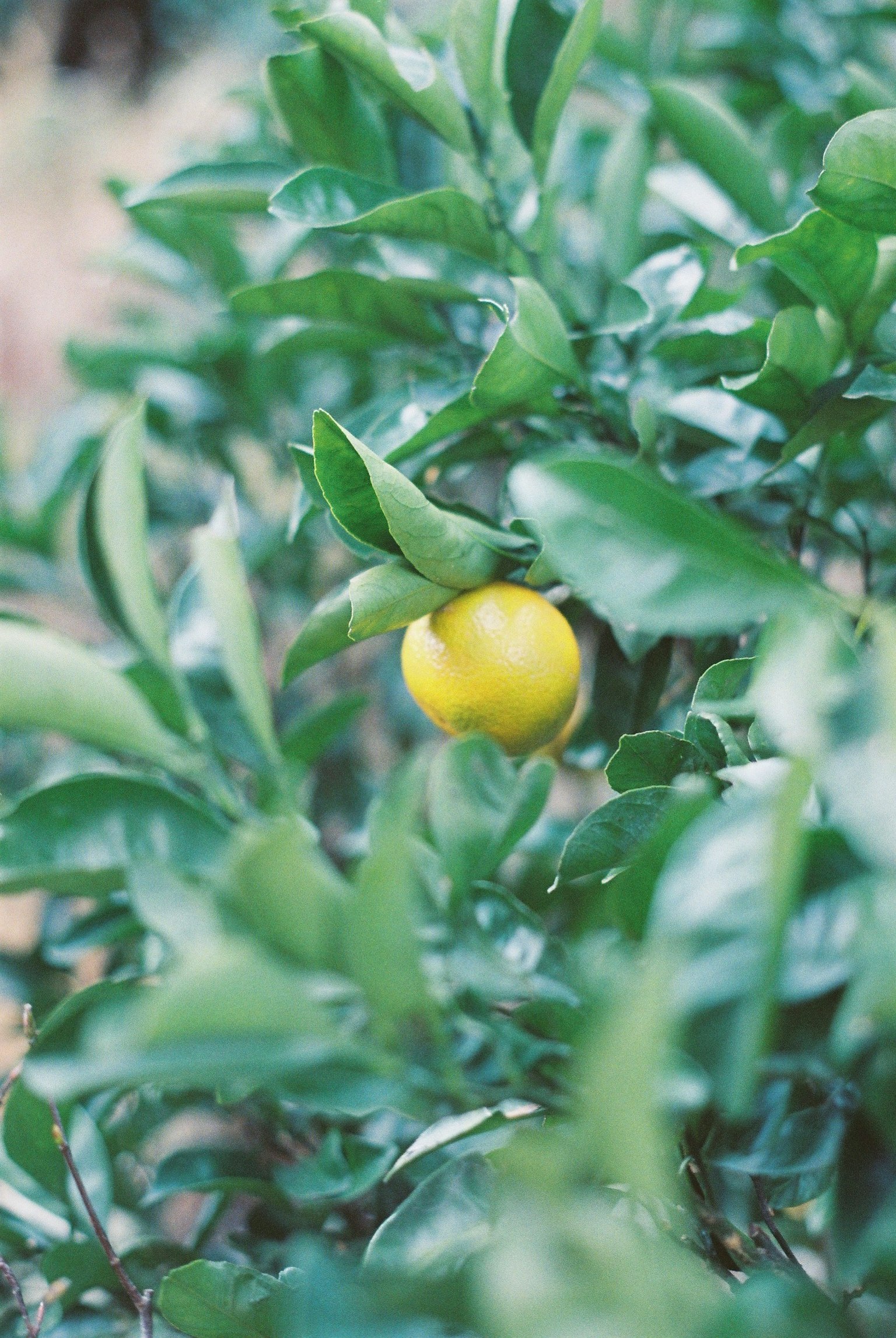 Fruit d'agrumes jaune entouré de feuilles vertes