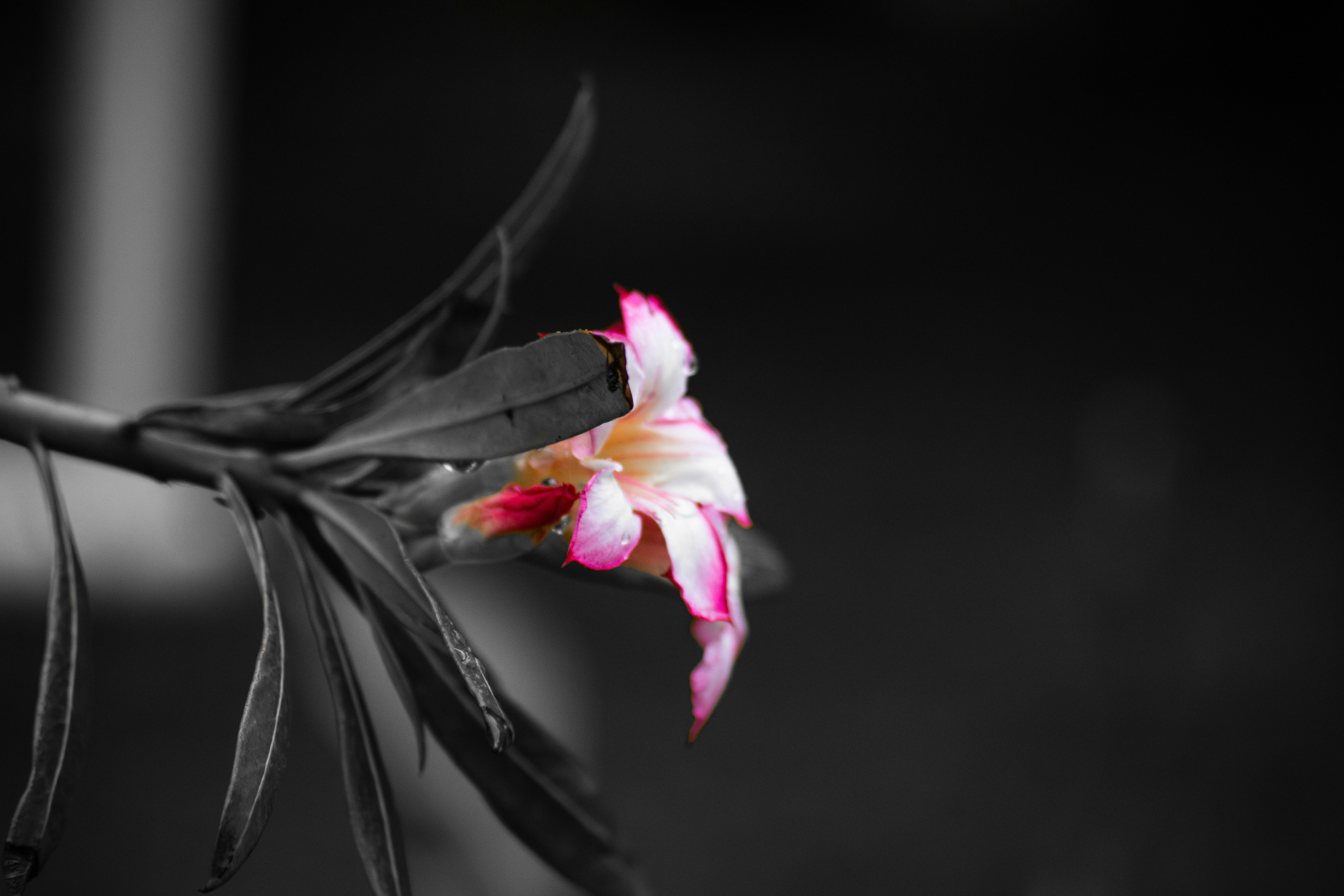 白黒の背景に映えるピンクの花と緑の葉