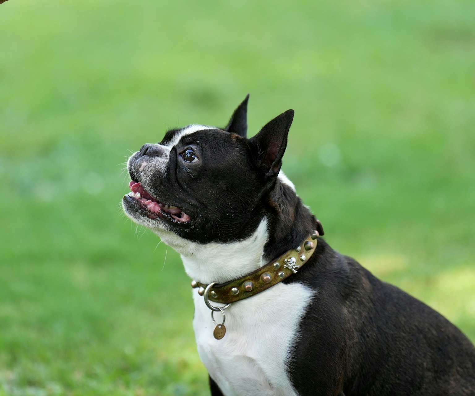 Boston Terrier bianco e nero seduto sull'erba verde