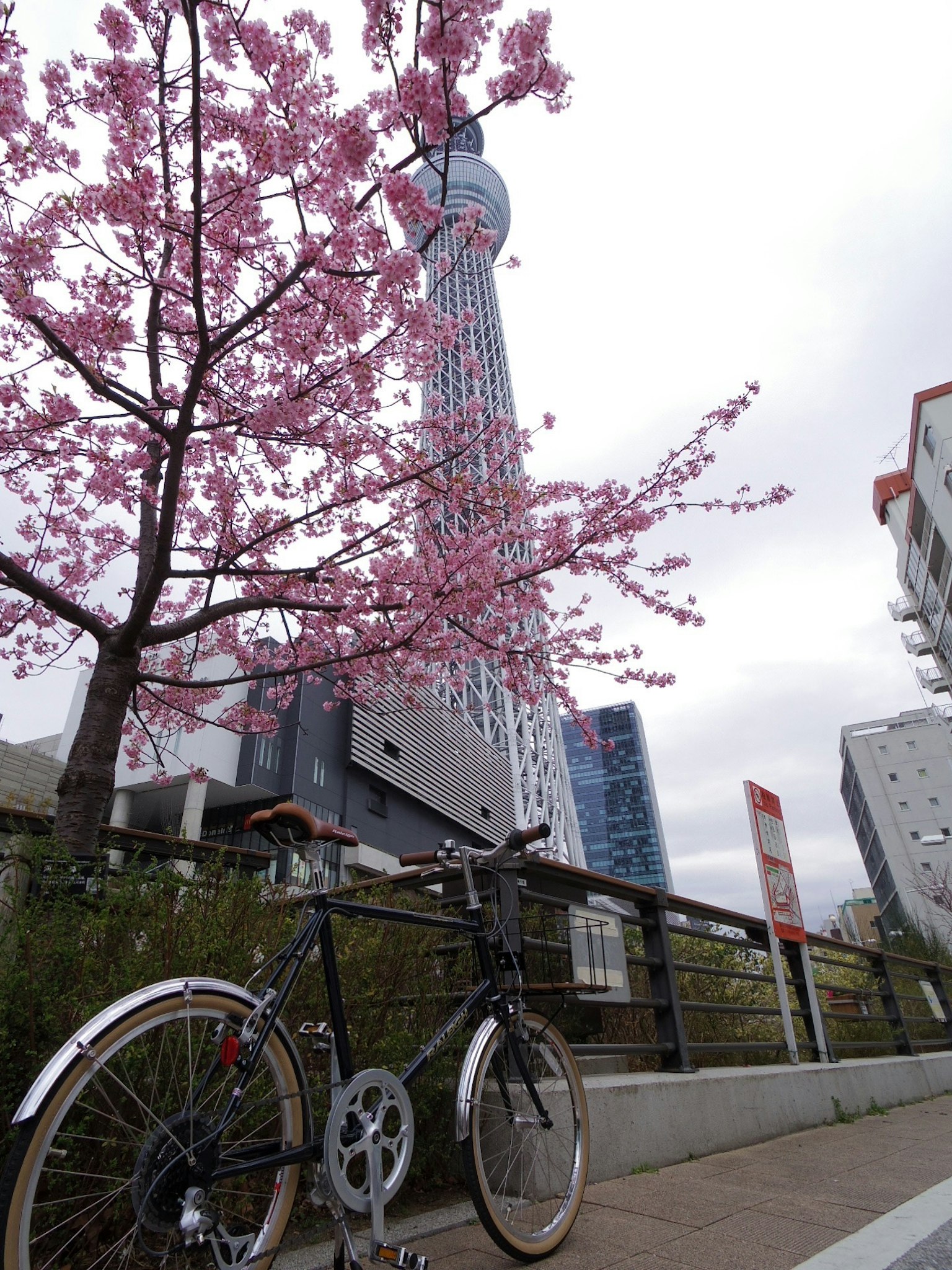东京晴空塔与樱花树和自行车的景观