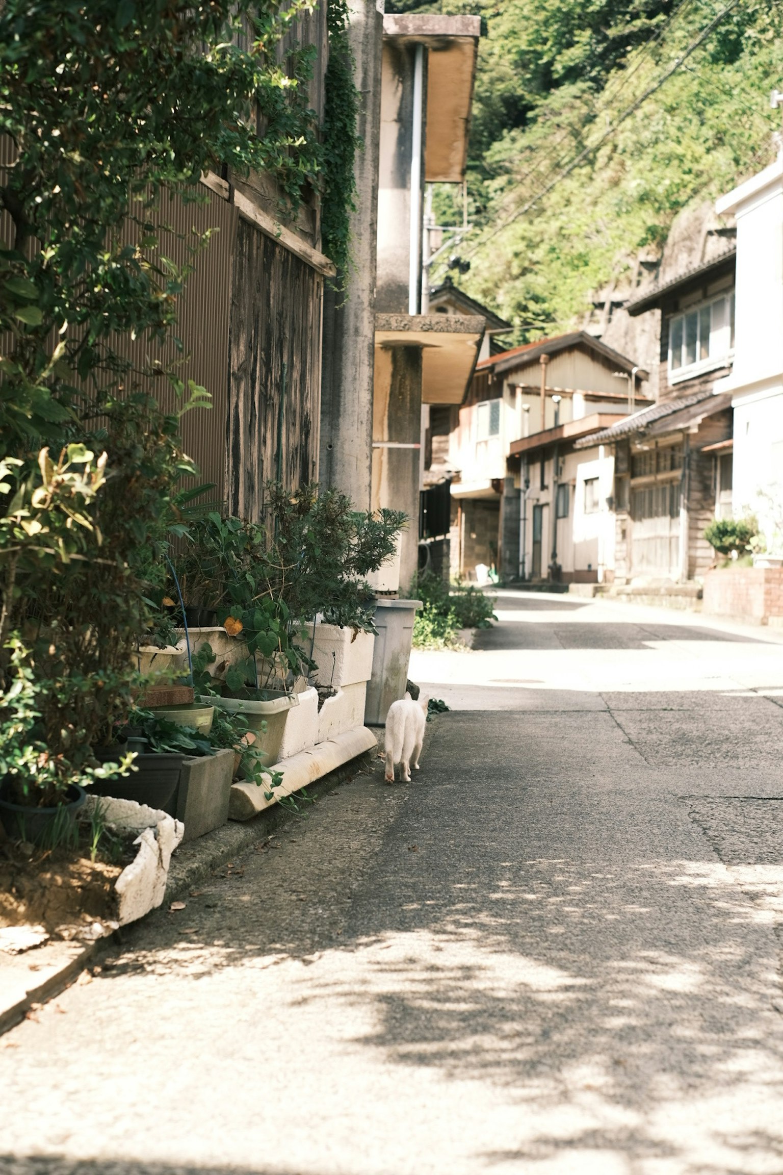 A dog walking along a quiet village path with old houses and green hills