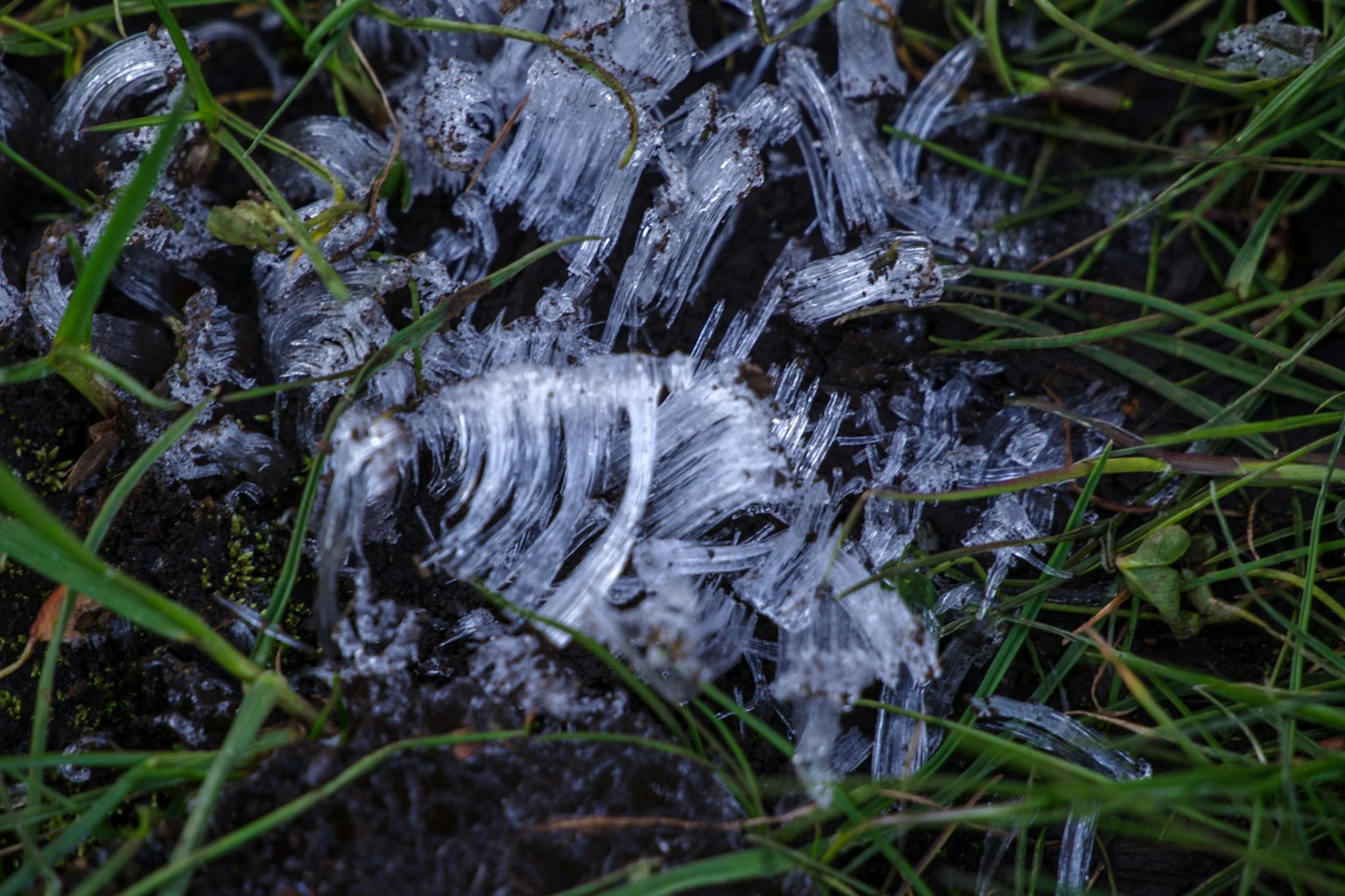 Frost crystals visible among grass