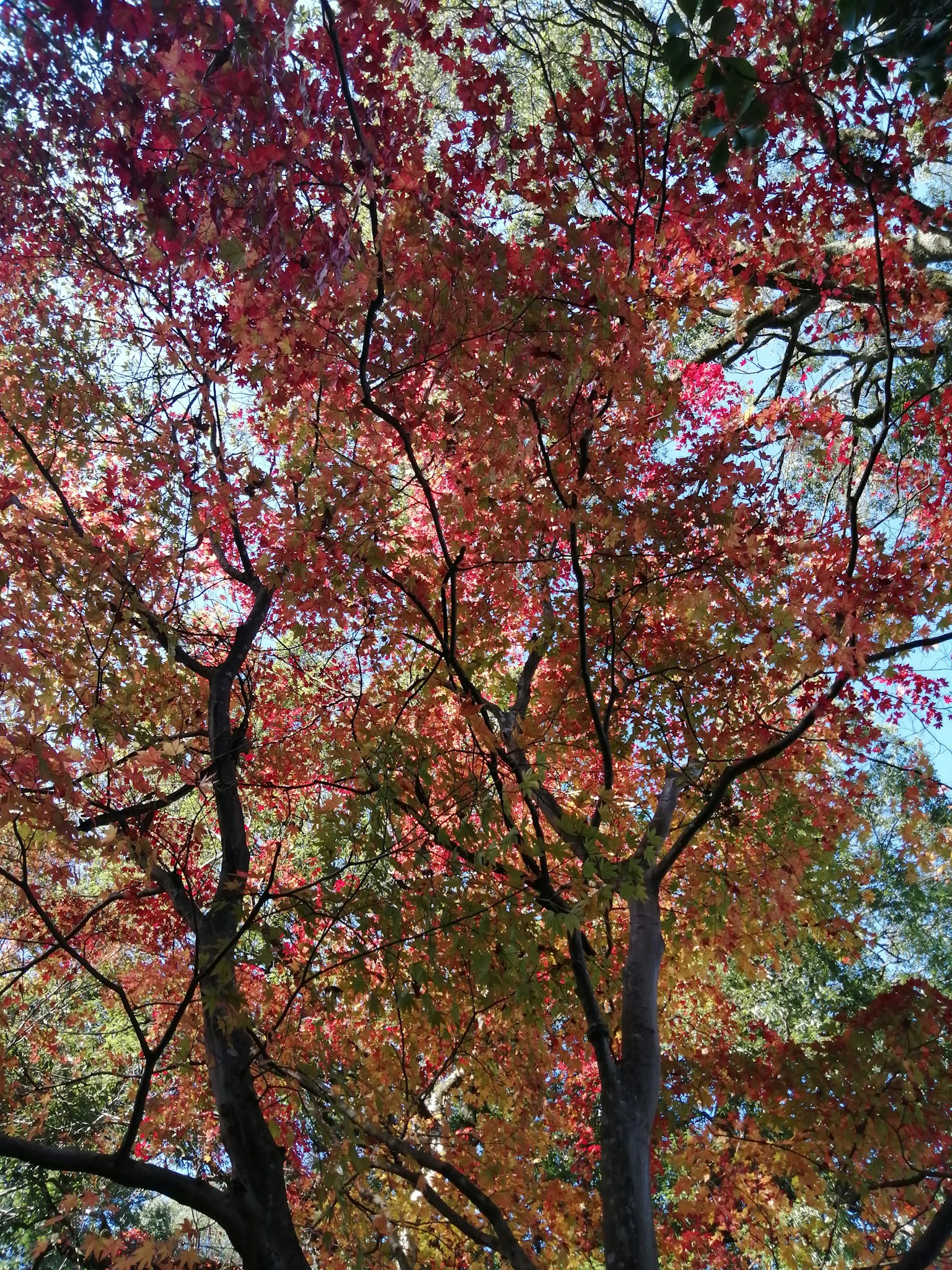 Vue des feuilles d'automne vibrantes sous les arbres