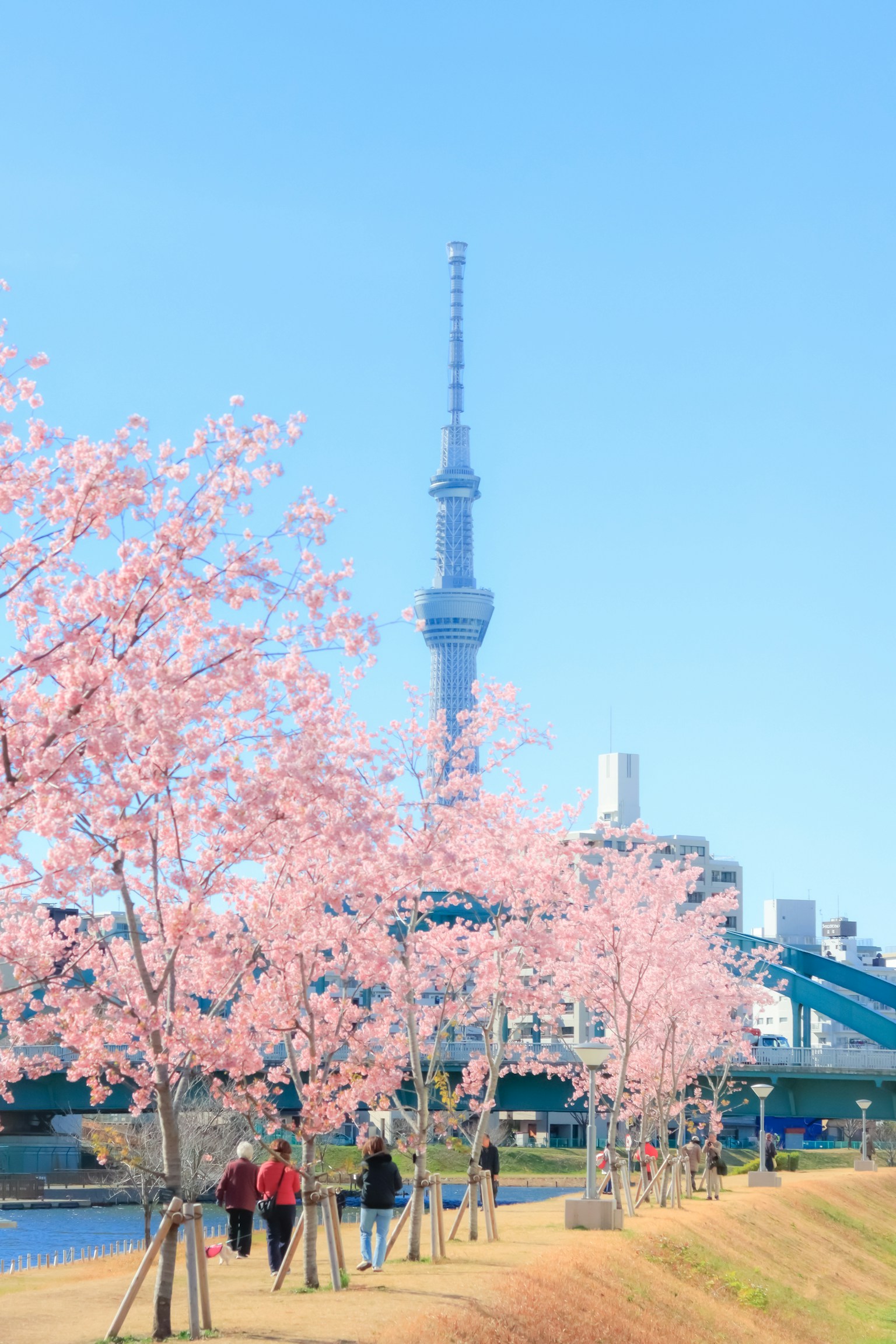 Alberi di ciliegio lungo il sentiero con Tokyo Skytree sullo sfondo persone che camminano sotto un cielo blu