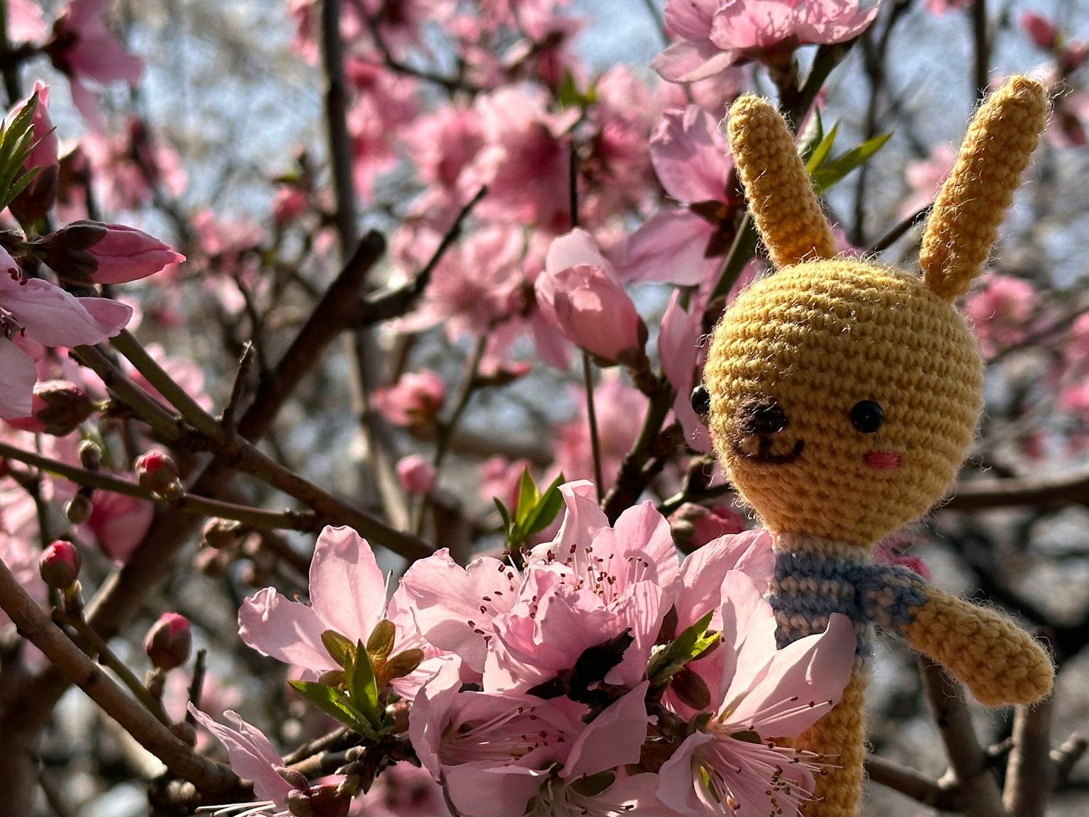 Poupée de lapin jaune au crochet devant des cerisiers en fleurs roses