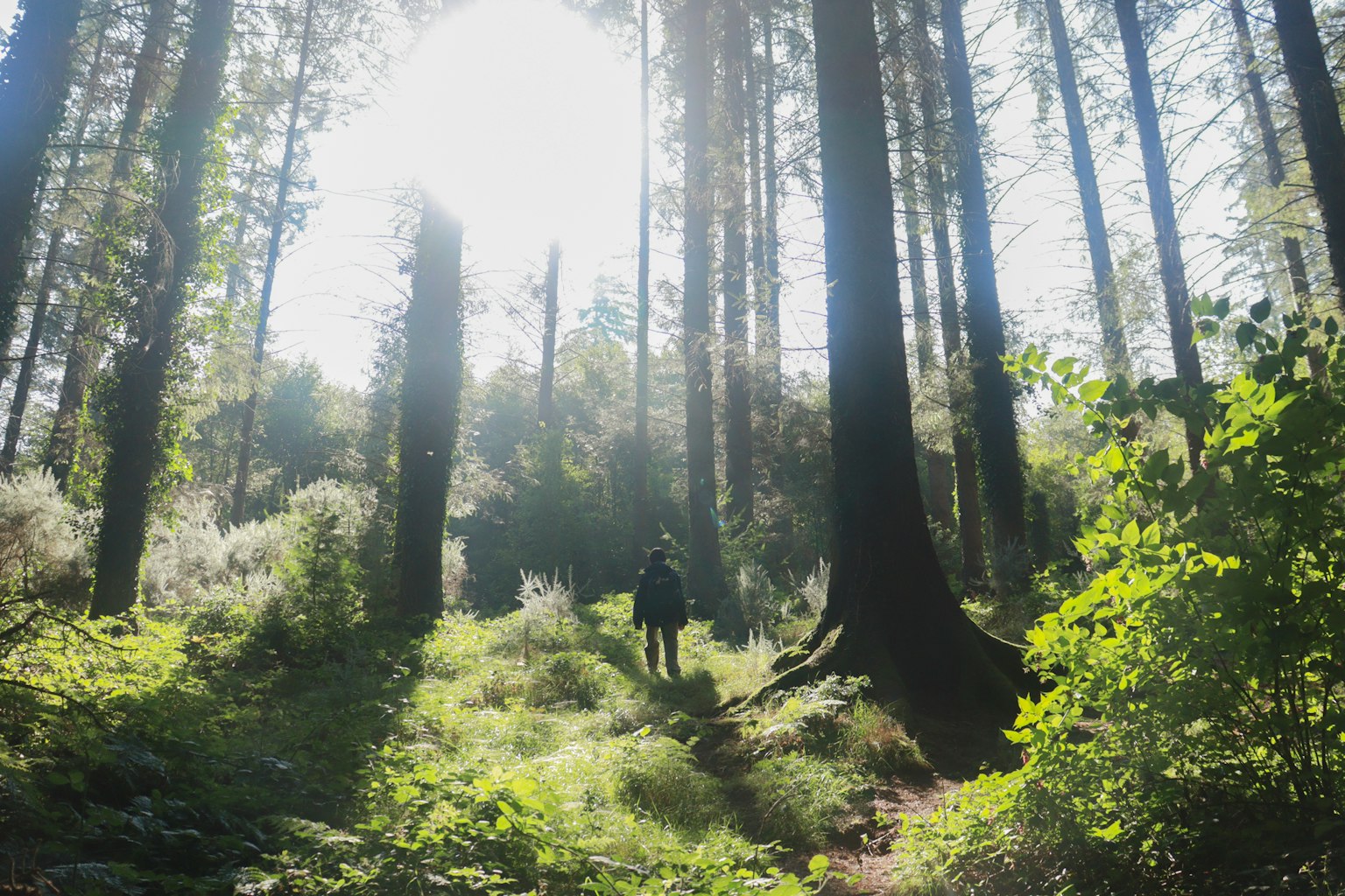 Silueta de una persona de pie en un bosque frondoso con luz brillante detrás