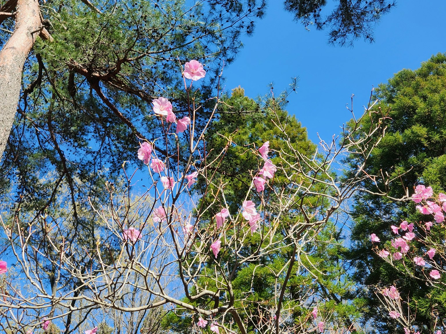 Fleurs roses en fleurs avec des arbres verts et un ciel bleu en arrière-plan