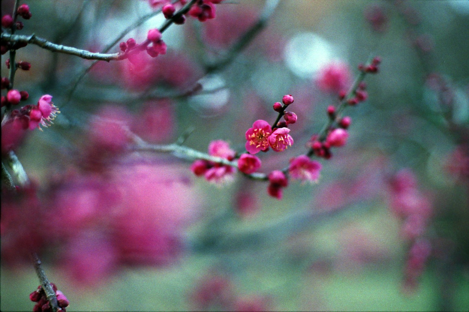 Nahaufnahme von Kirschbaumzweigen mit lebhaften rosa Blüten