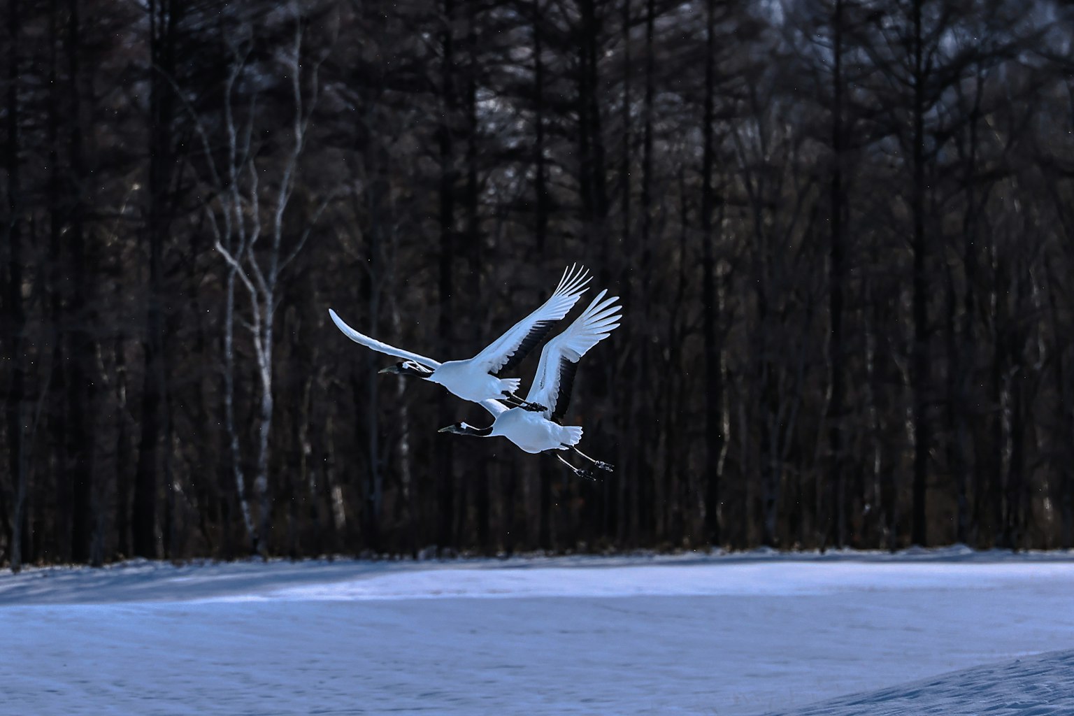 Deux cygnes volant au-dessus d'un paysage enneigé