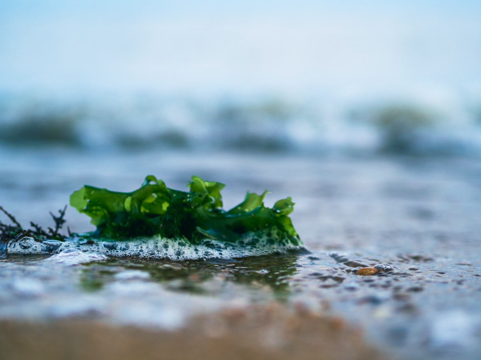 Alga verde trasportata a riva dalle onde dell'oceano