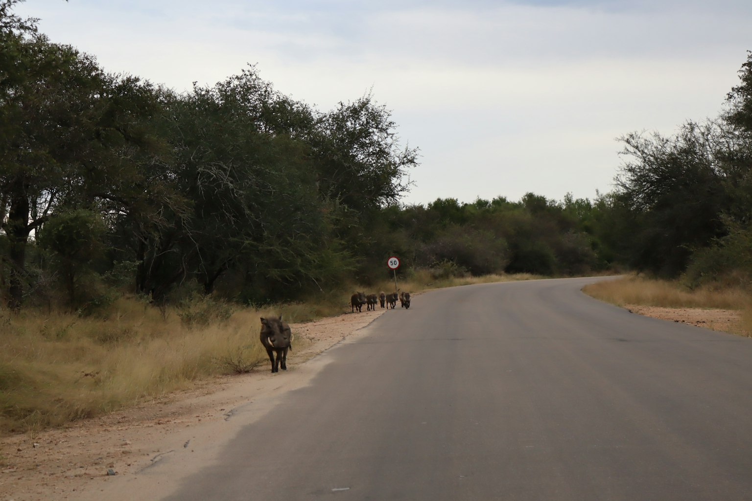 A warthog standing by the roadside with several others in the background