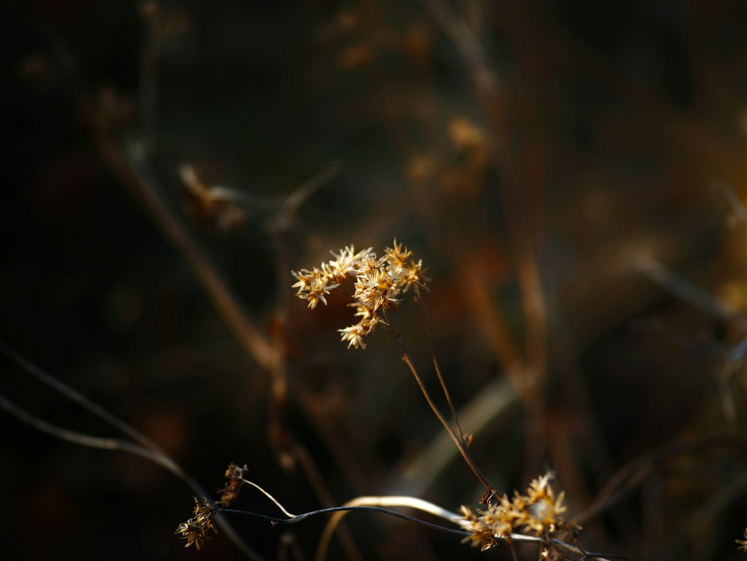 干枯花茎和小花在黑暗背景下