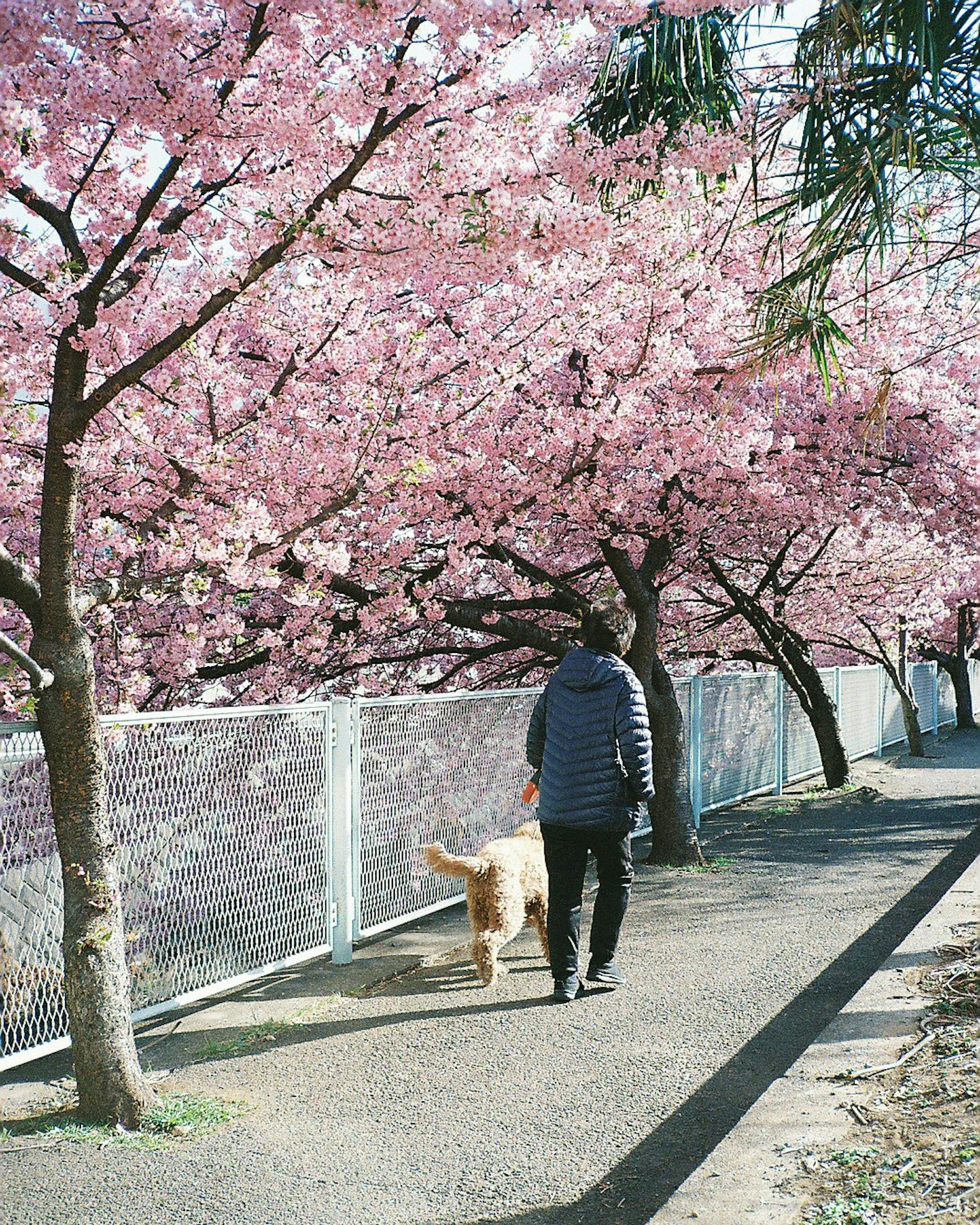 Una persona che cammina con un cane sotto alberi di ciliegio in fiore rosa