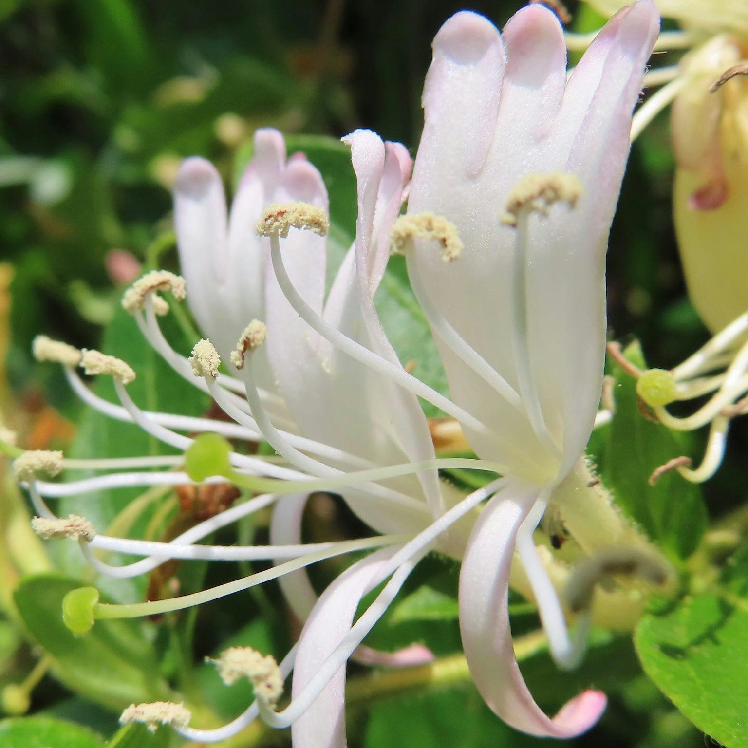 Primo piano di fiori bianchi con foglie verdi