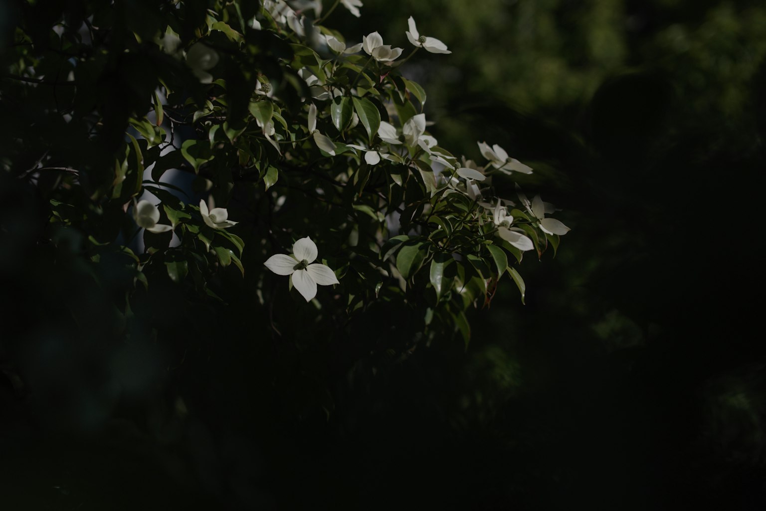 Branche avec des fleurs blanches et des feuilles vertes