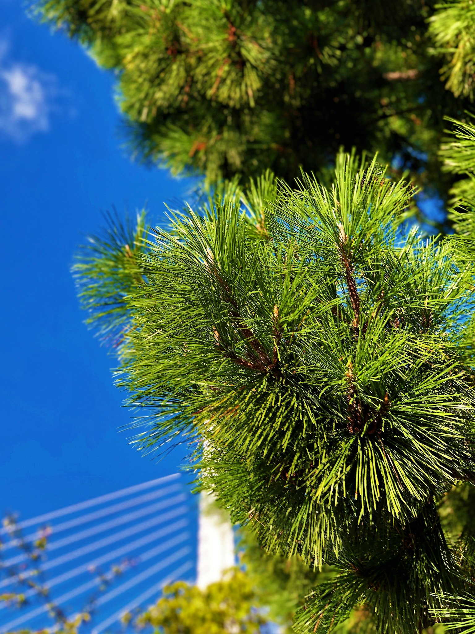 Lush green pine needles under a blue sky