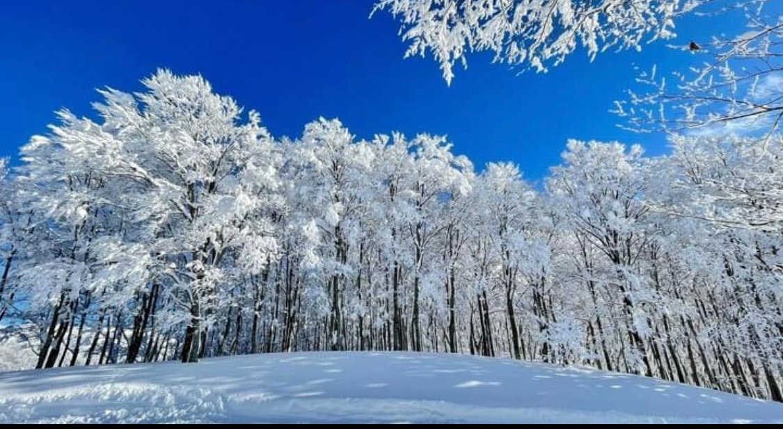foresta innevata vista dal basso sotto un cielo azzurro terso