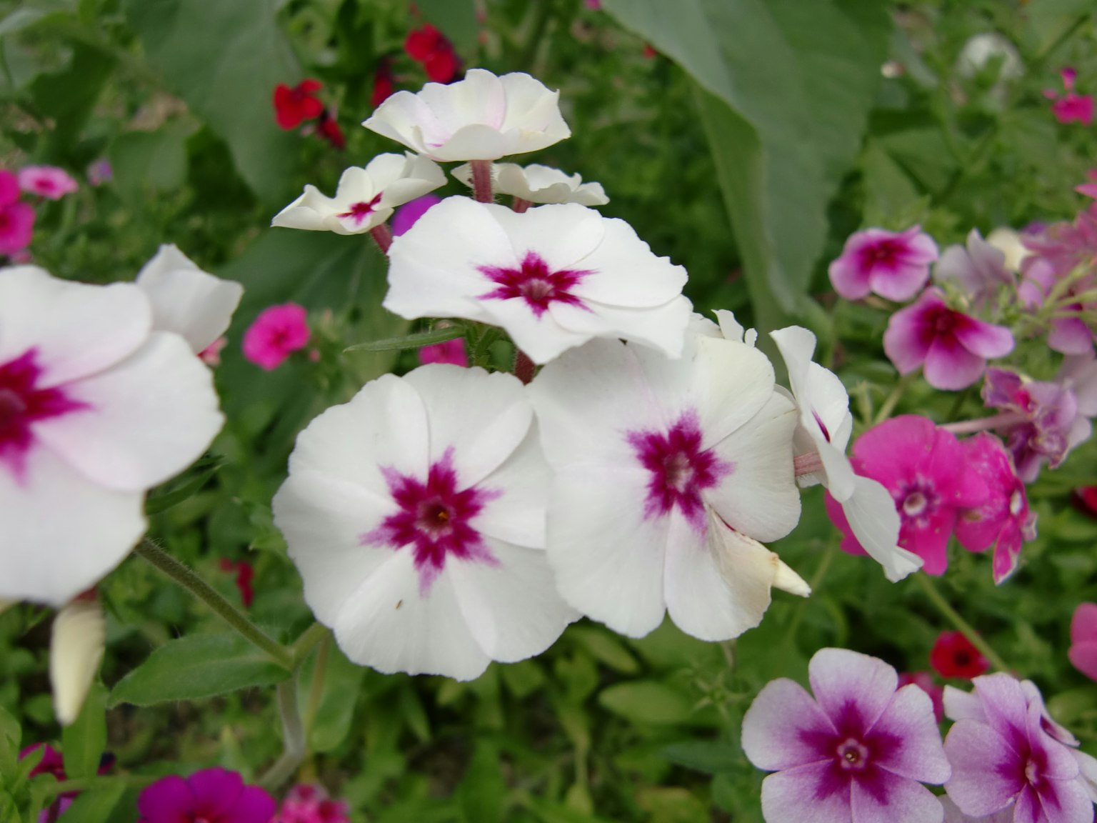 Una scena di giardino con fiori bianchi e rosa in fiore
