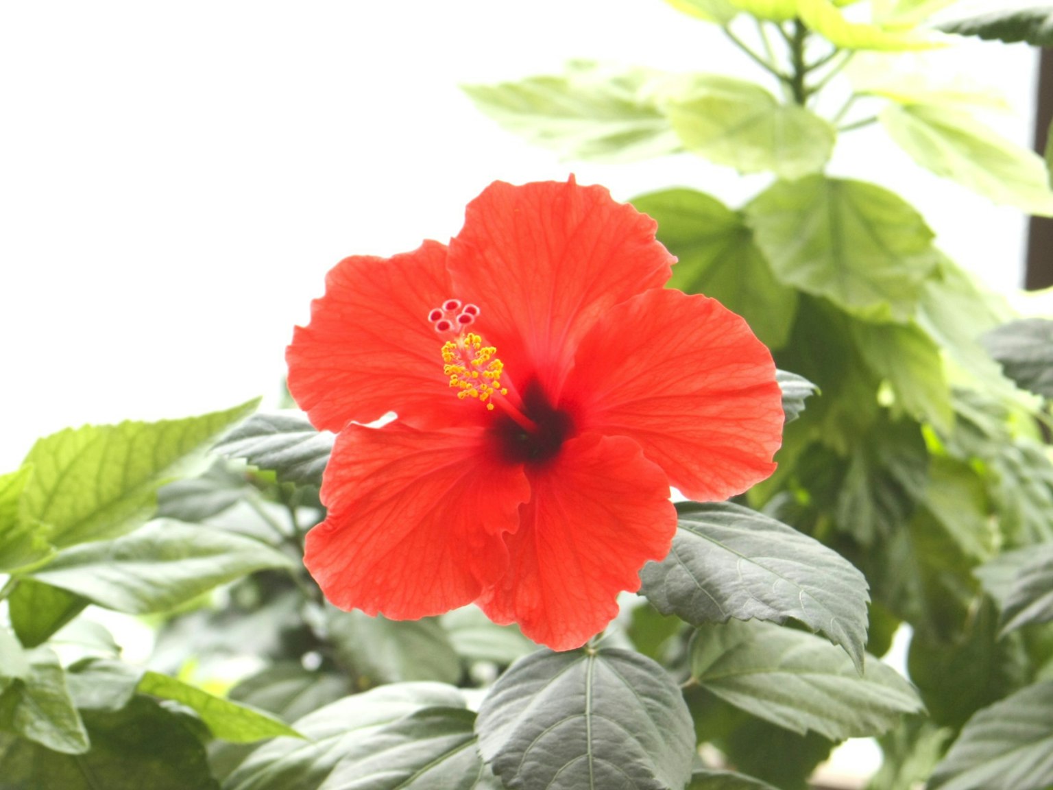 Fiore di ibisco rosso vivo con foglie verdi