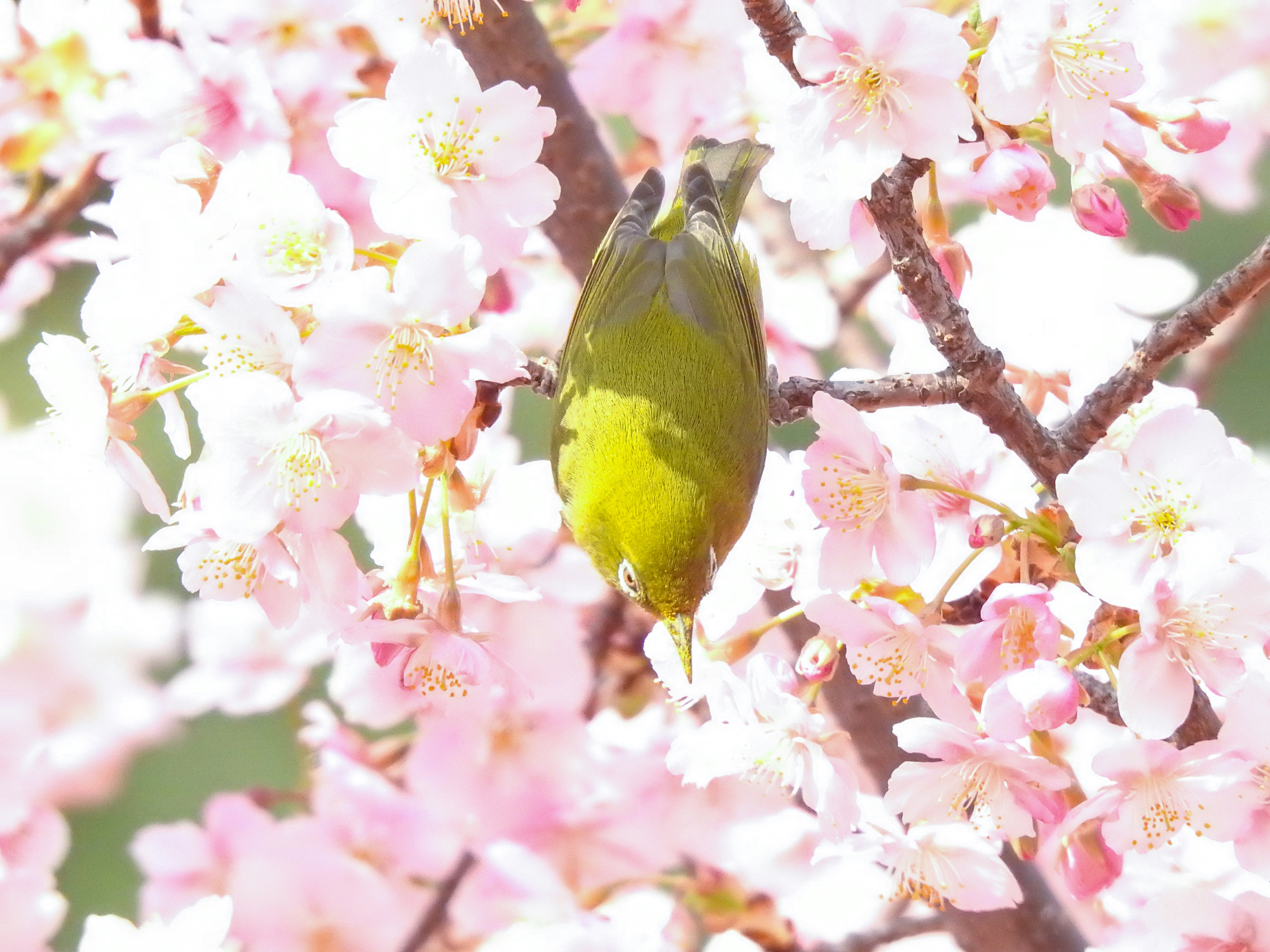 桜の花の間にとまるメジロ