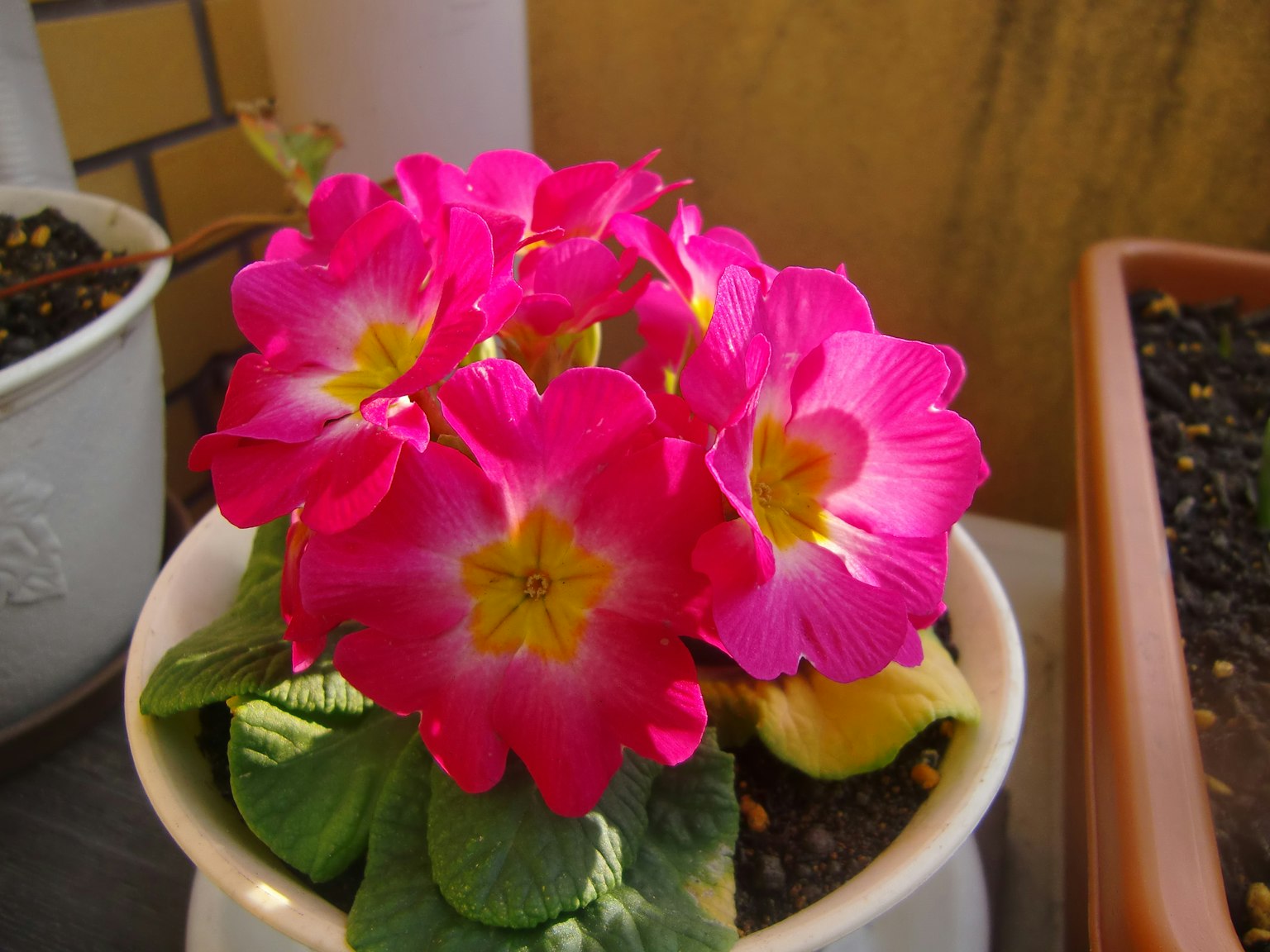 Lebendige pinke Blumen in einem Topf mit Primel