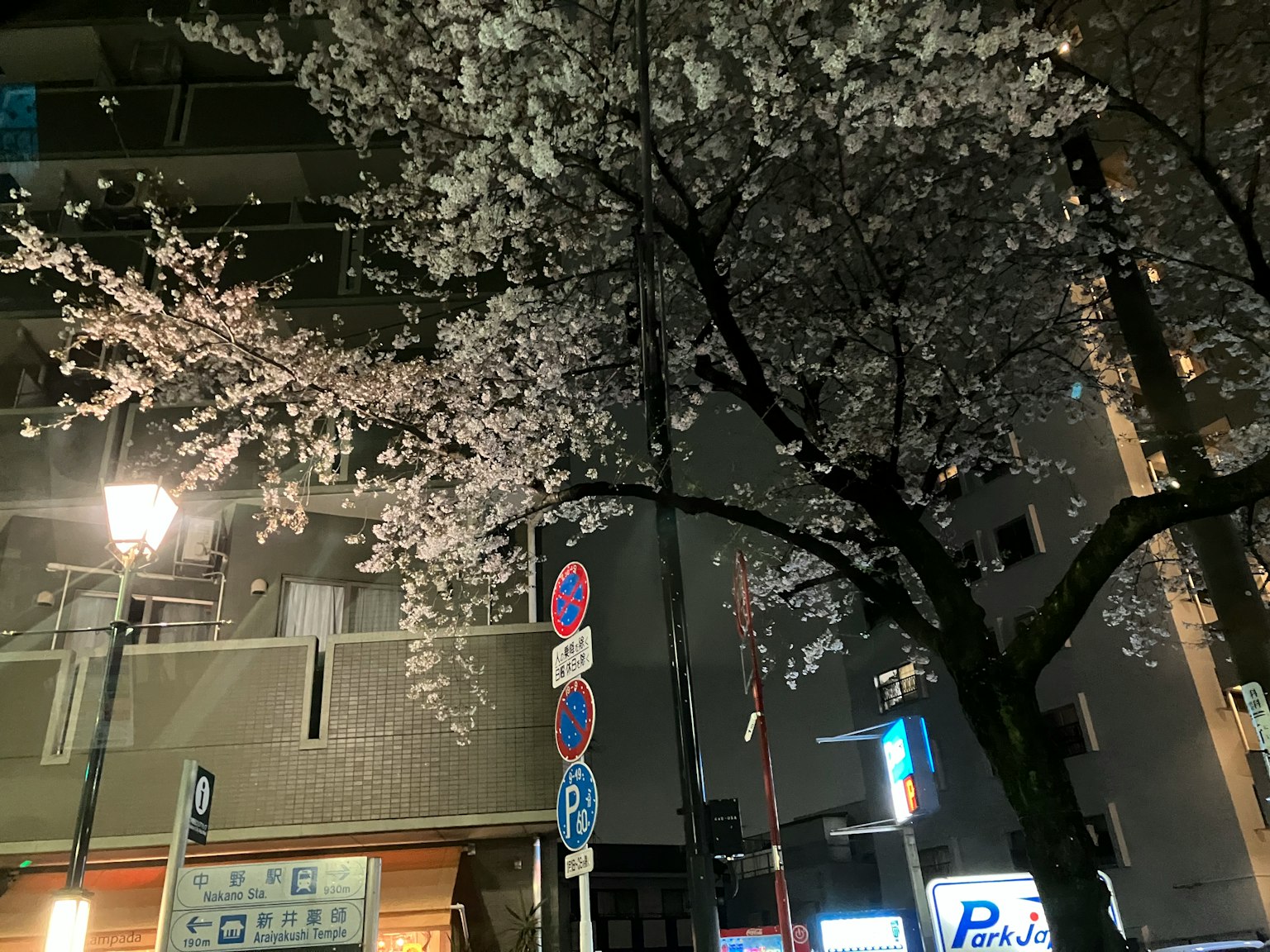 Fiori di ciliegio illuminati di notte con lampioni in un contesto urbano