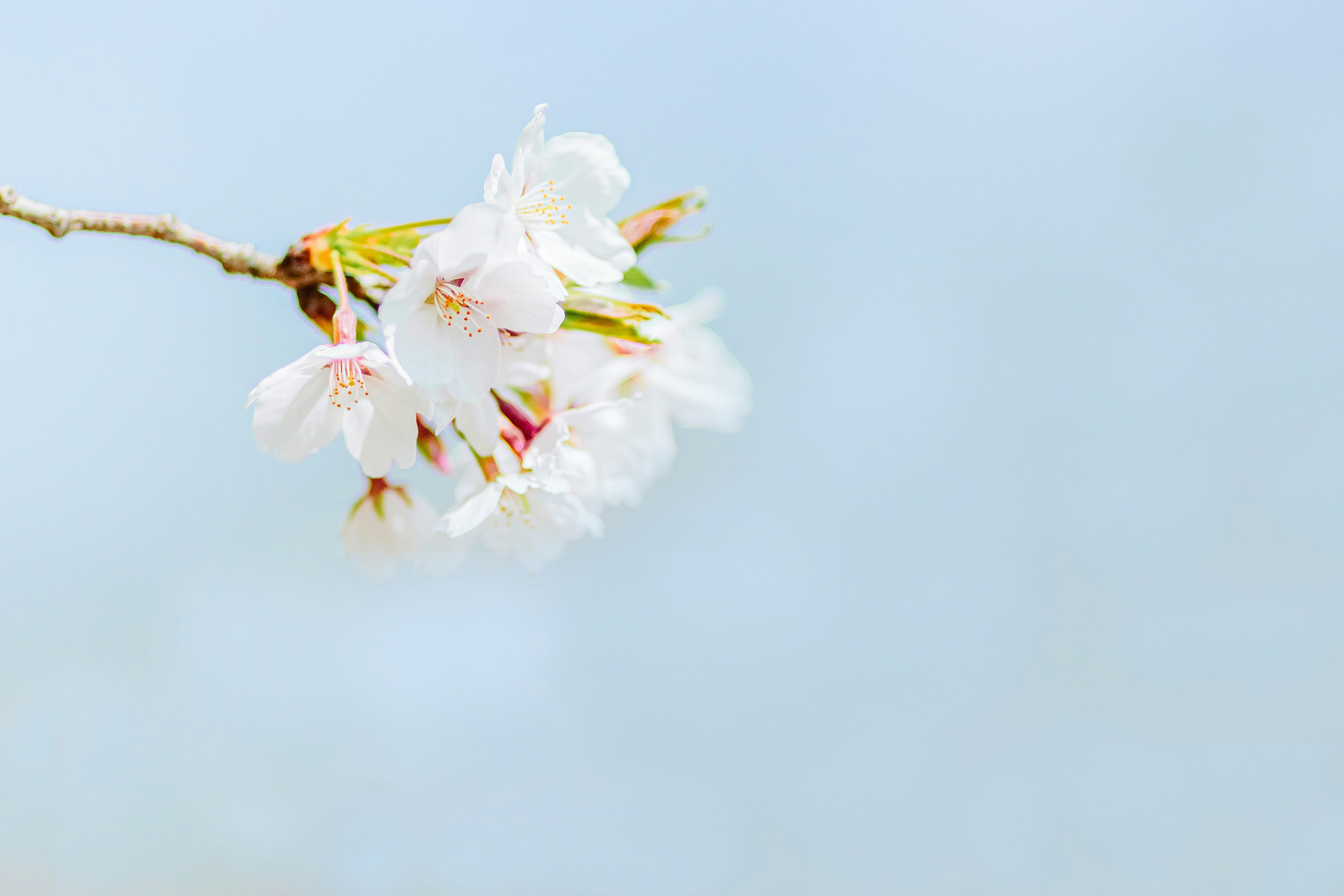 青空に咲く桜の花のクローズアップ