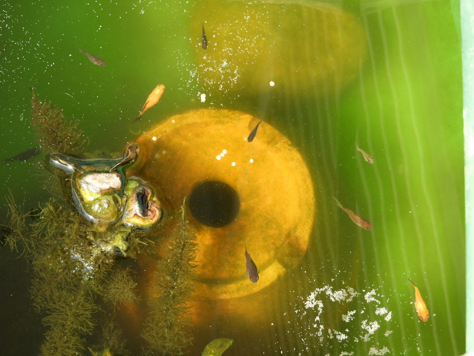 Objet circulaire jaune flottant dans l'eau avec des poissons et de la verdure