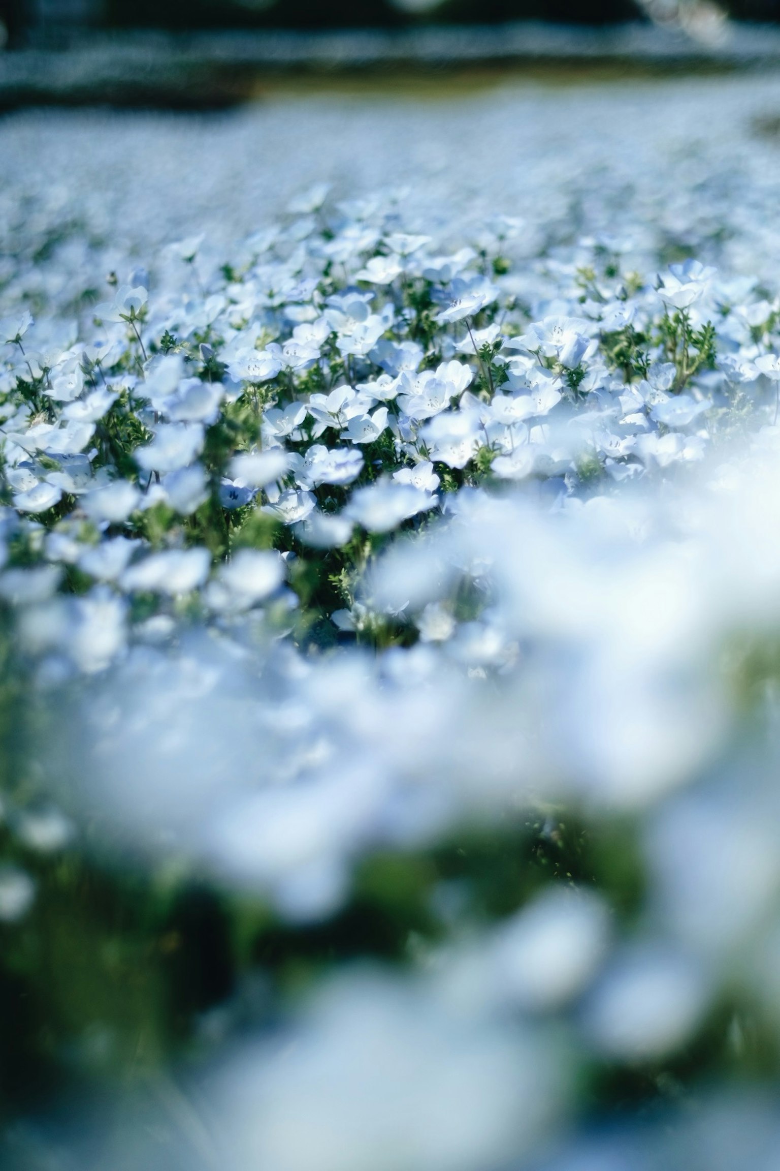 Primo piano di un campo di fiori blu sfocati