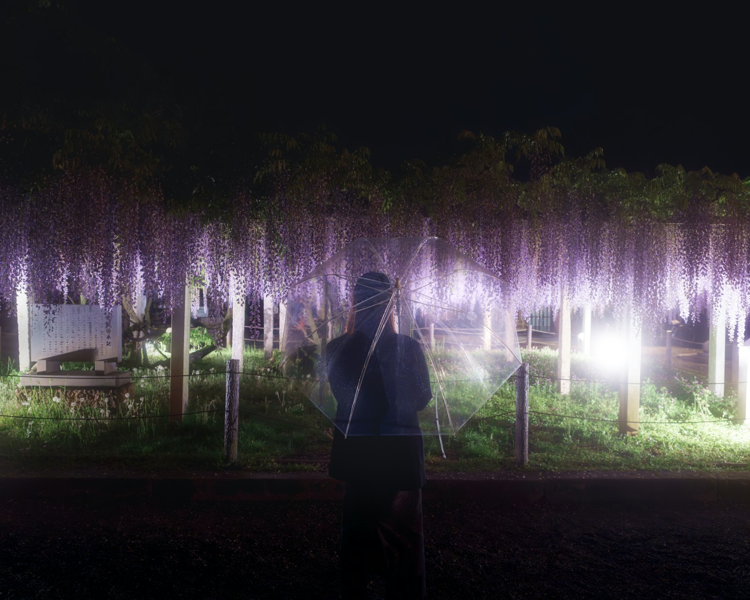 Pemandangan malam yang indah dari bunga wisteria yang diterangi dengan seseorang berdiri di latar belakang
