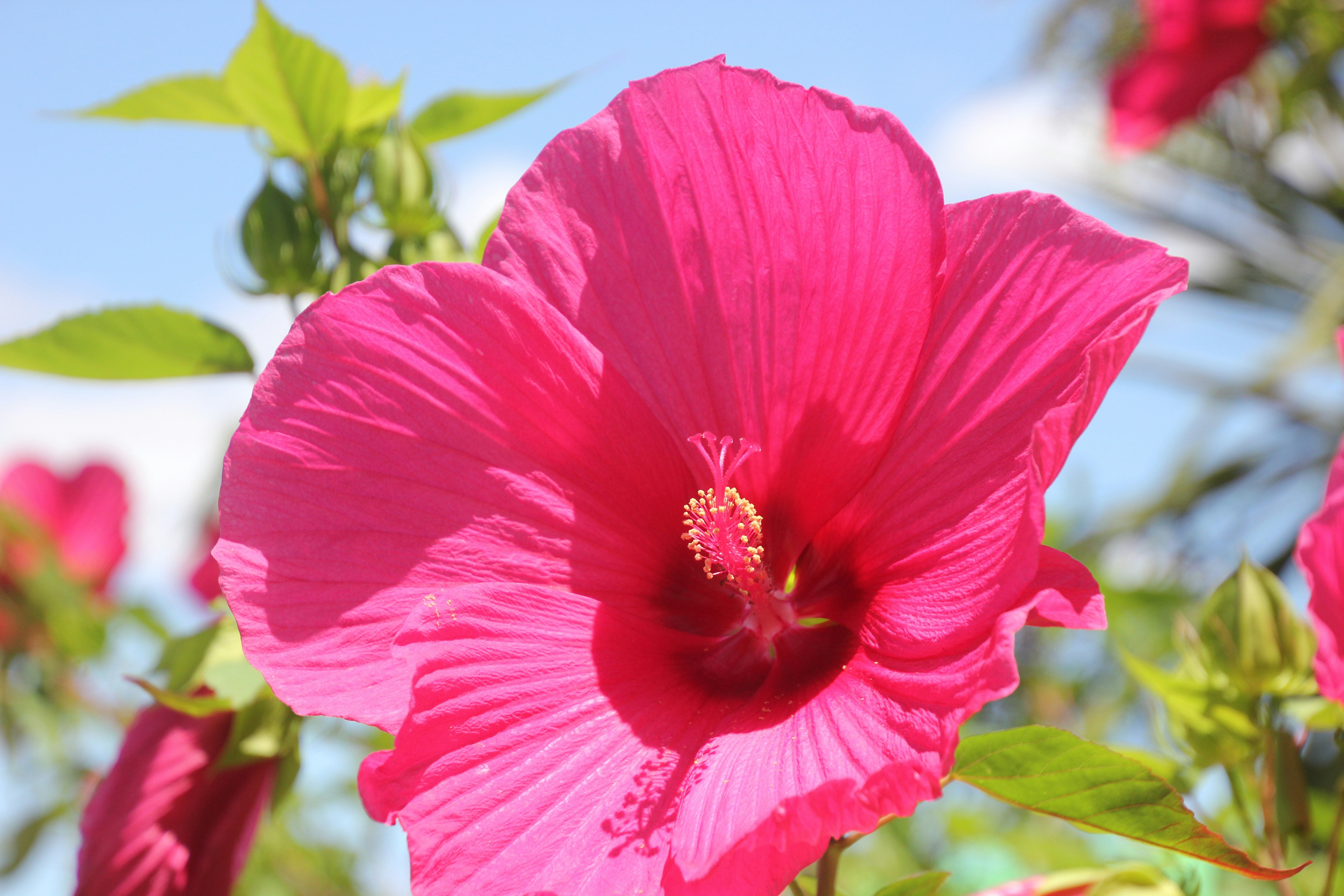 ピンクのハイビスカスの花と夏の花畑の背景