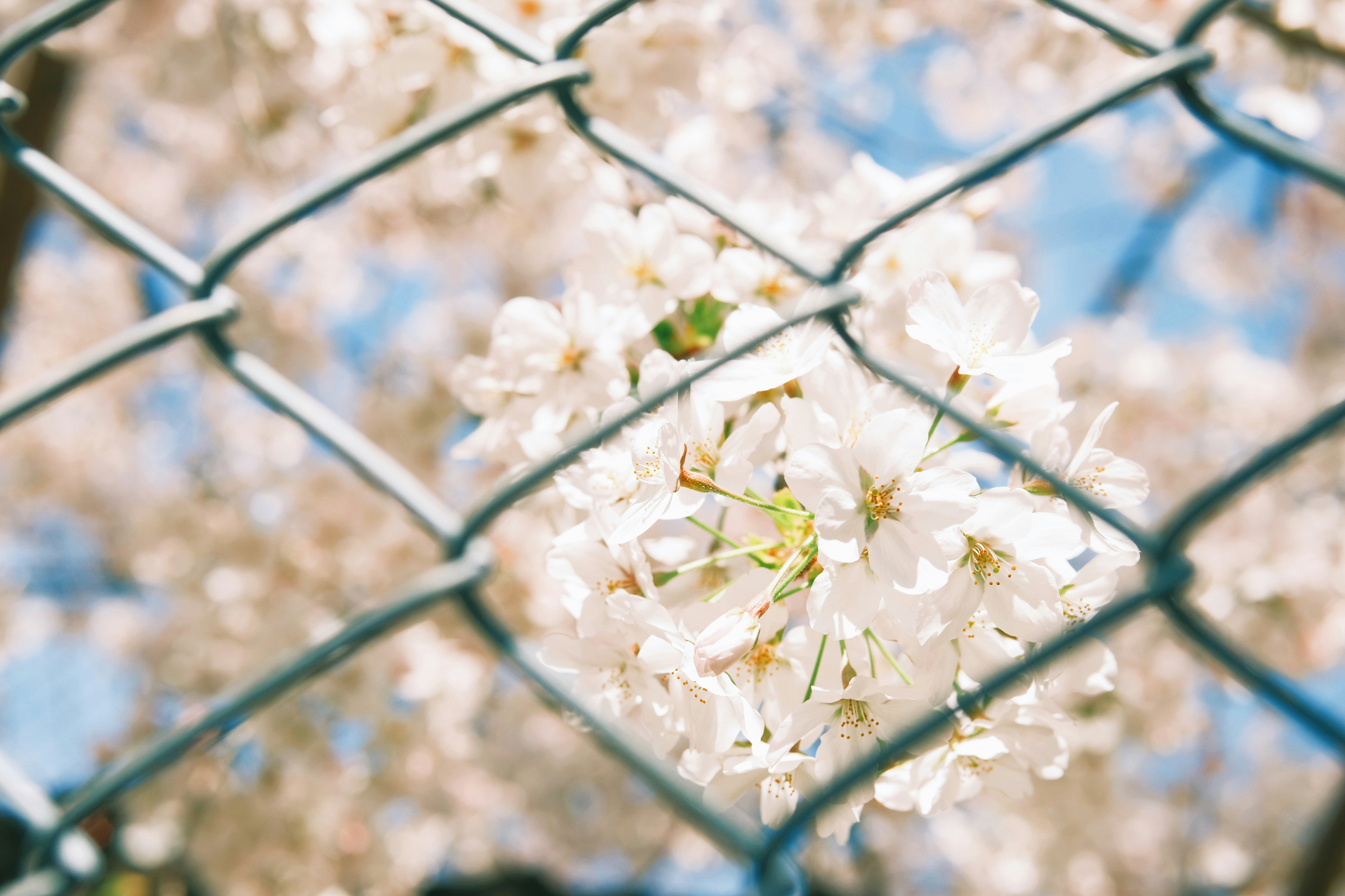 フェンス越しに咲く桜の花