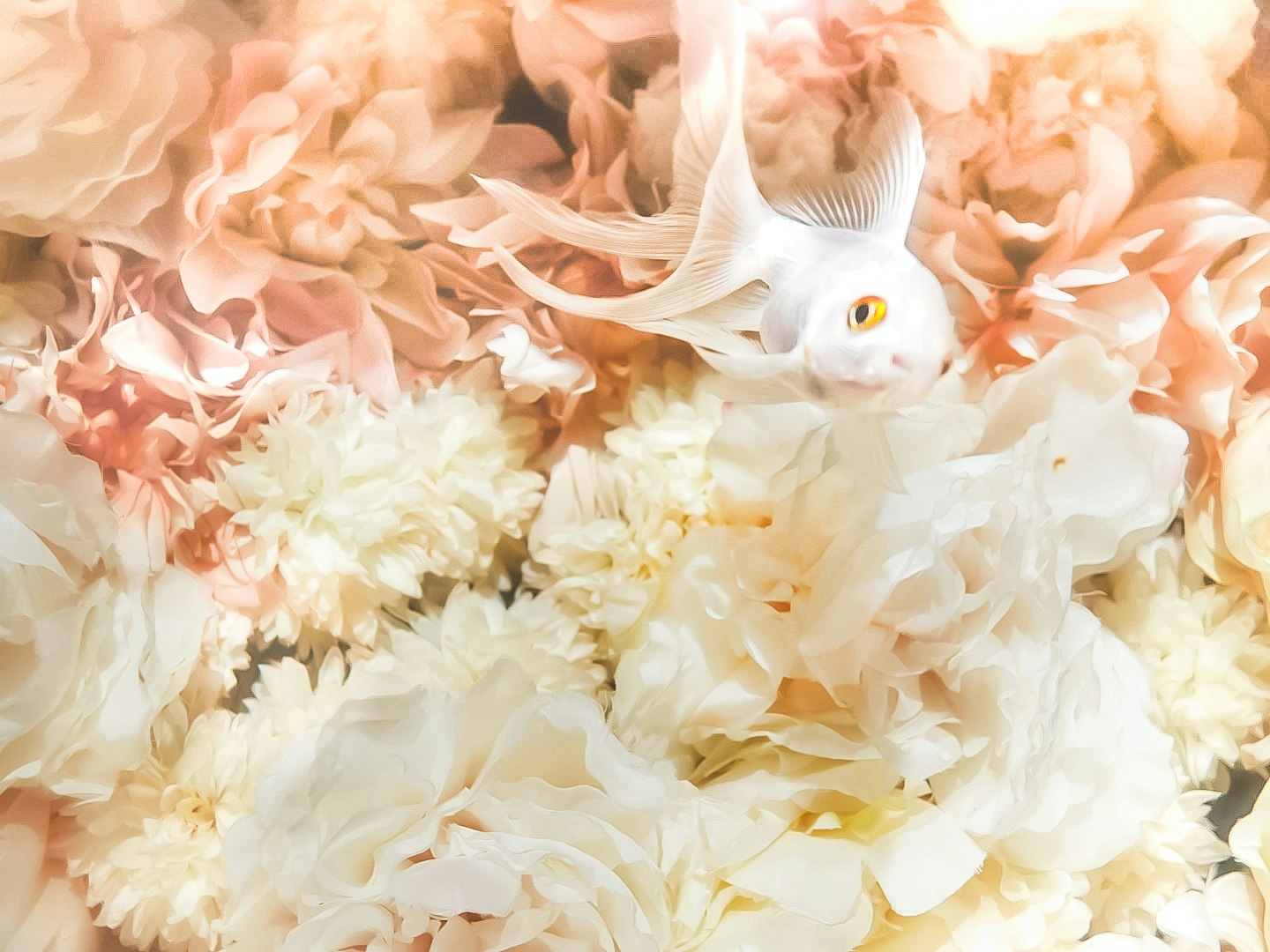 白い金魚が舞う花びらのような背景のアート画像