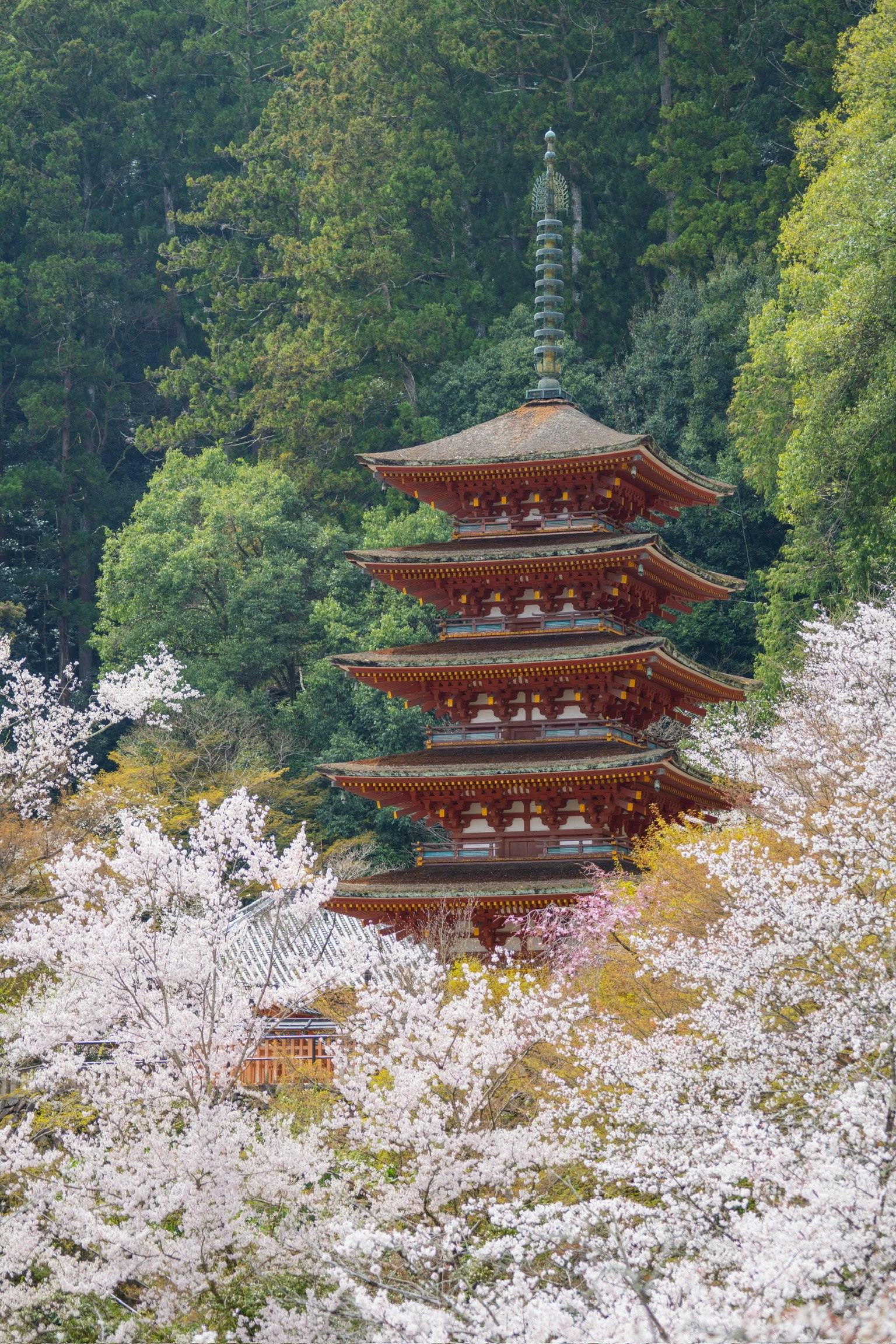 長谷寺の五重塔と桜が咲く景観