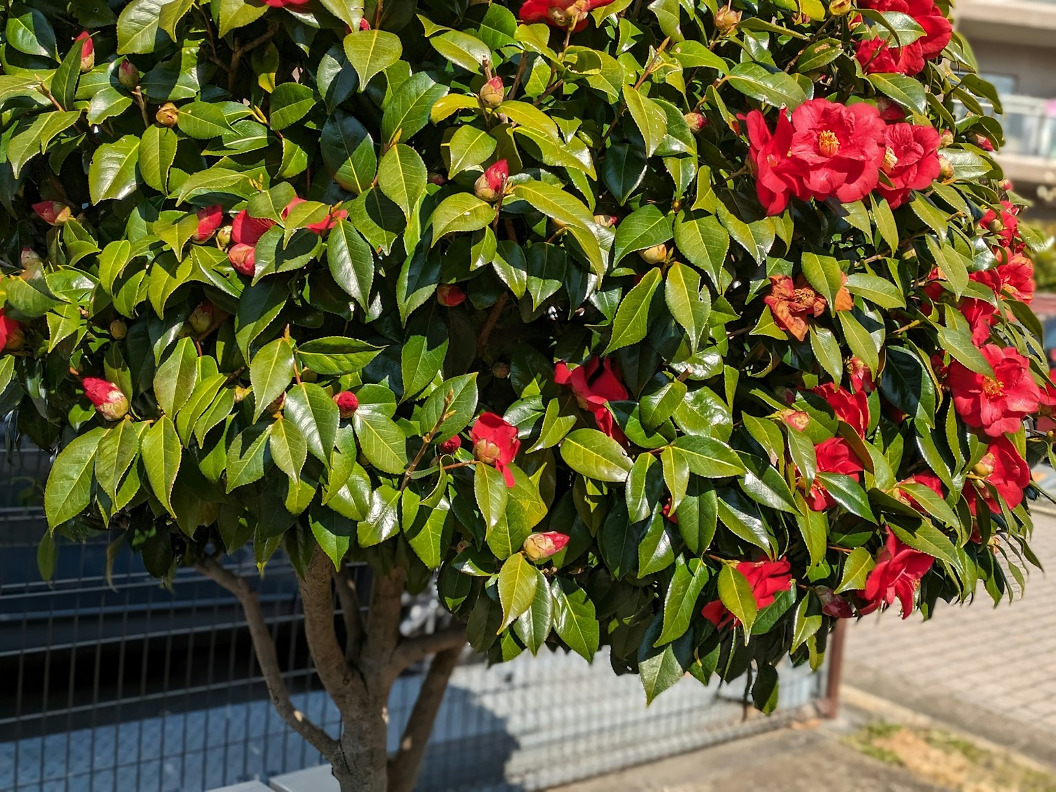 Un buisson avec des fleurs rouges vives et des feuilles vertes luxuriantes
