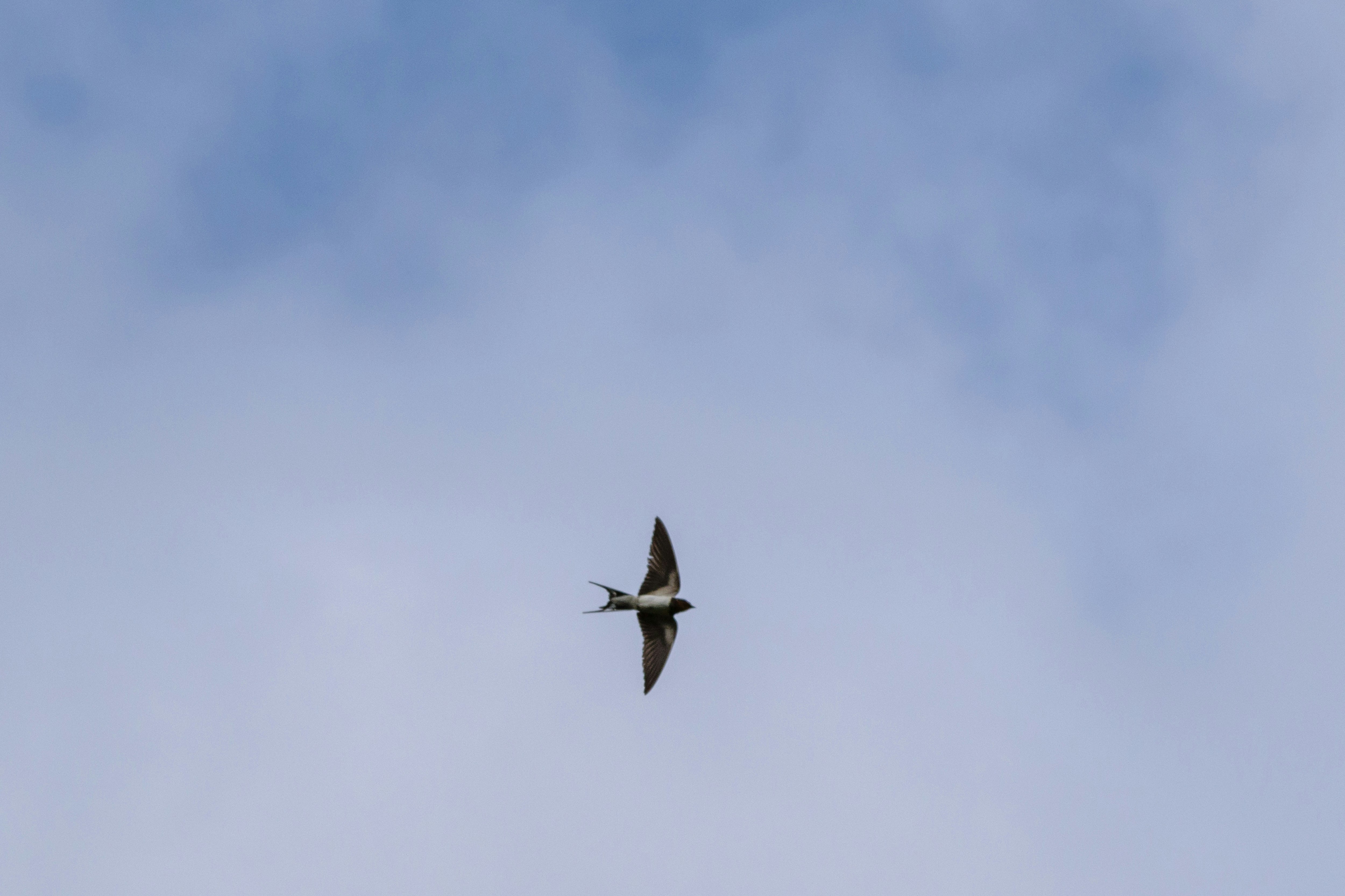 青空を飛ぶ鳥