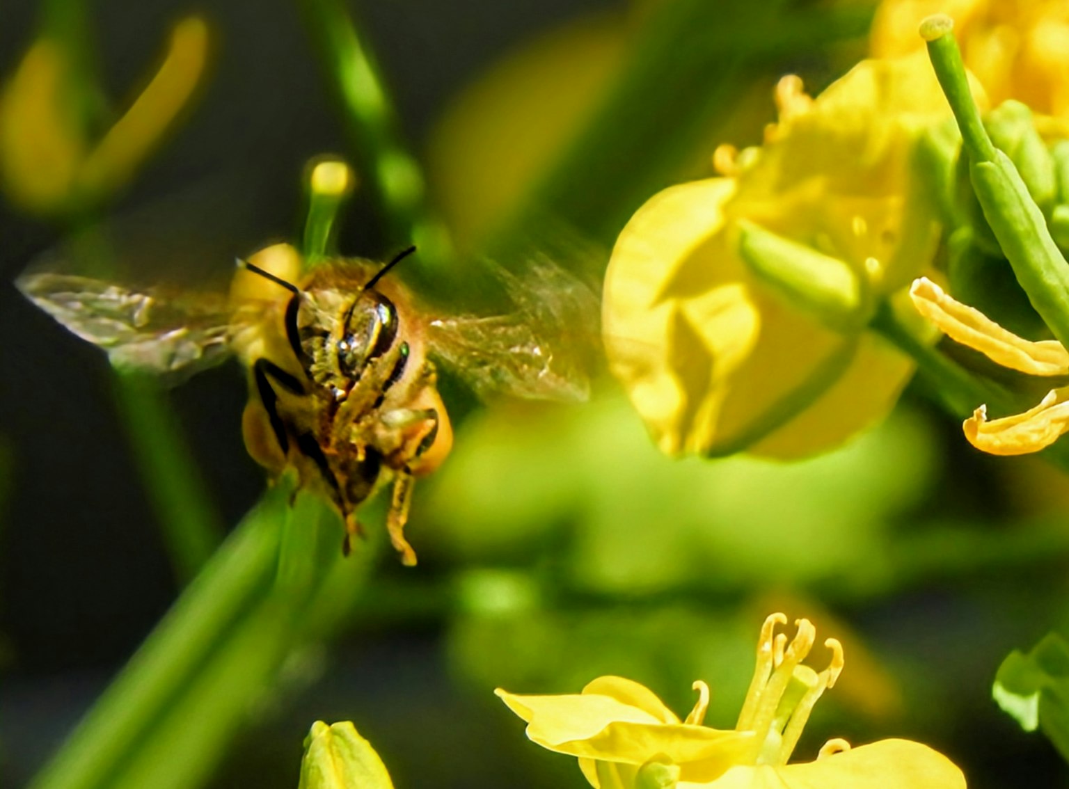 Gros plan d'une abeille volant devant des fleurs jaunes