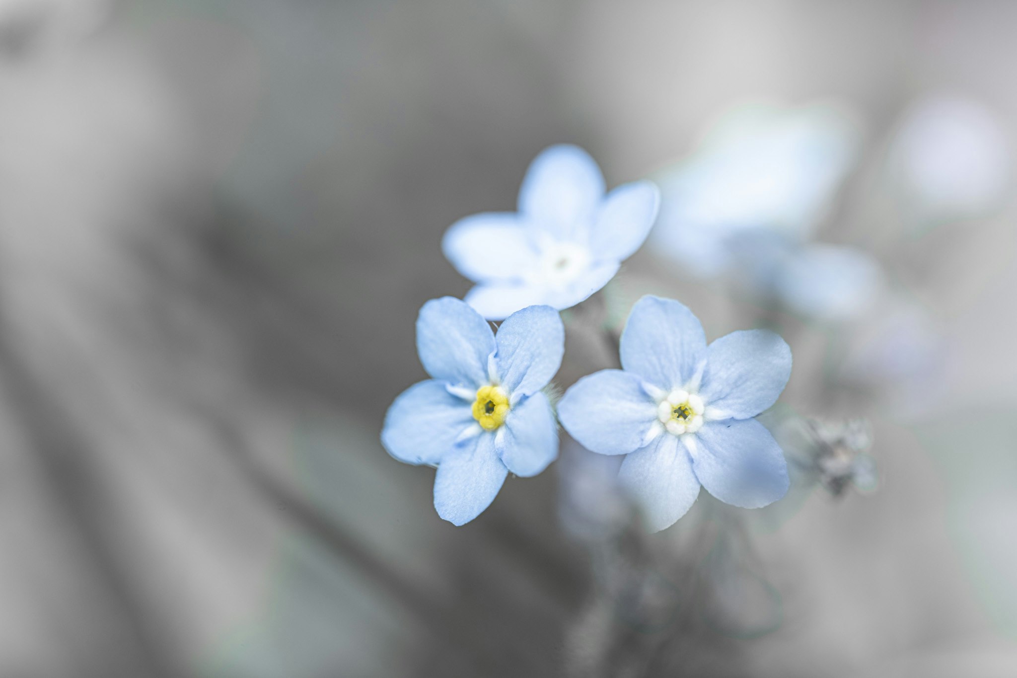 ボケた背景の勿忘草の花のクローズアップ
