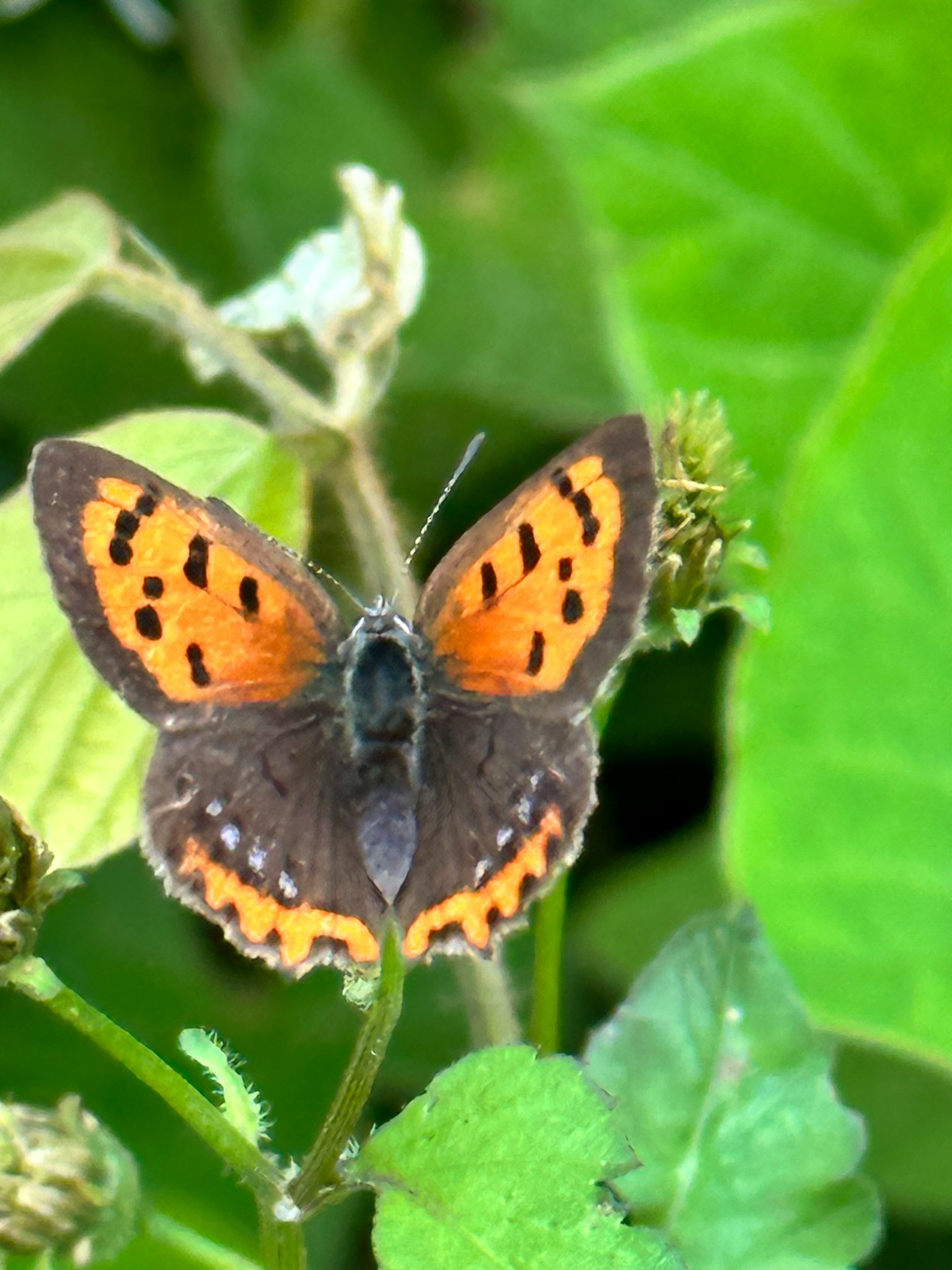 Un papillon aux ailes orange et aux taches noires posé sur des feuilles vertes