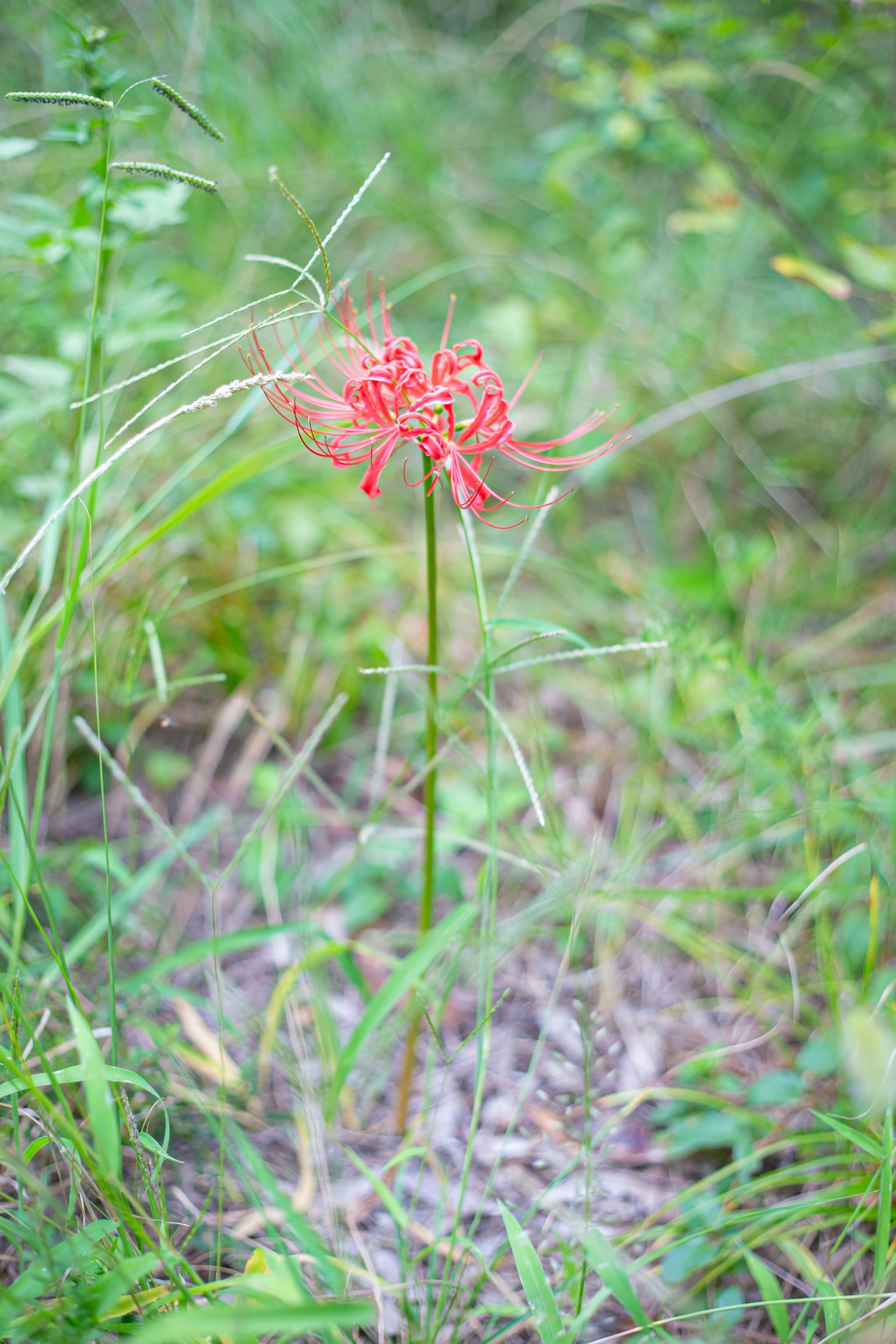 Una flor de lirio araña roja de pie entre la hierba verde